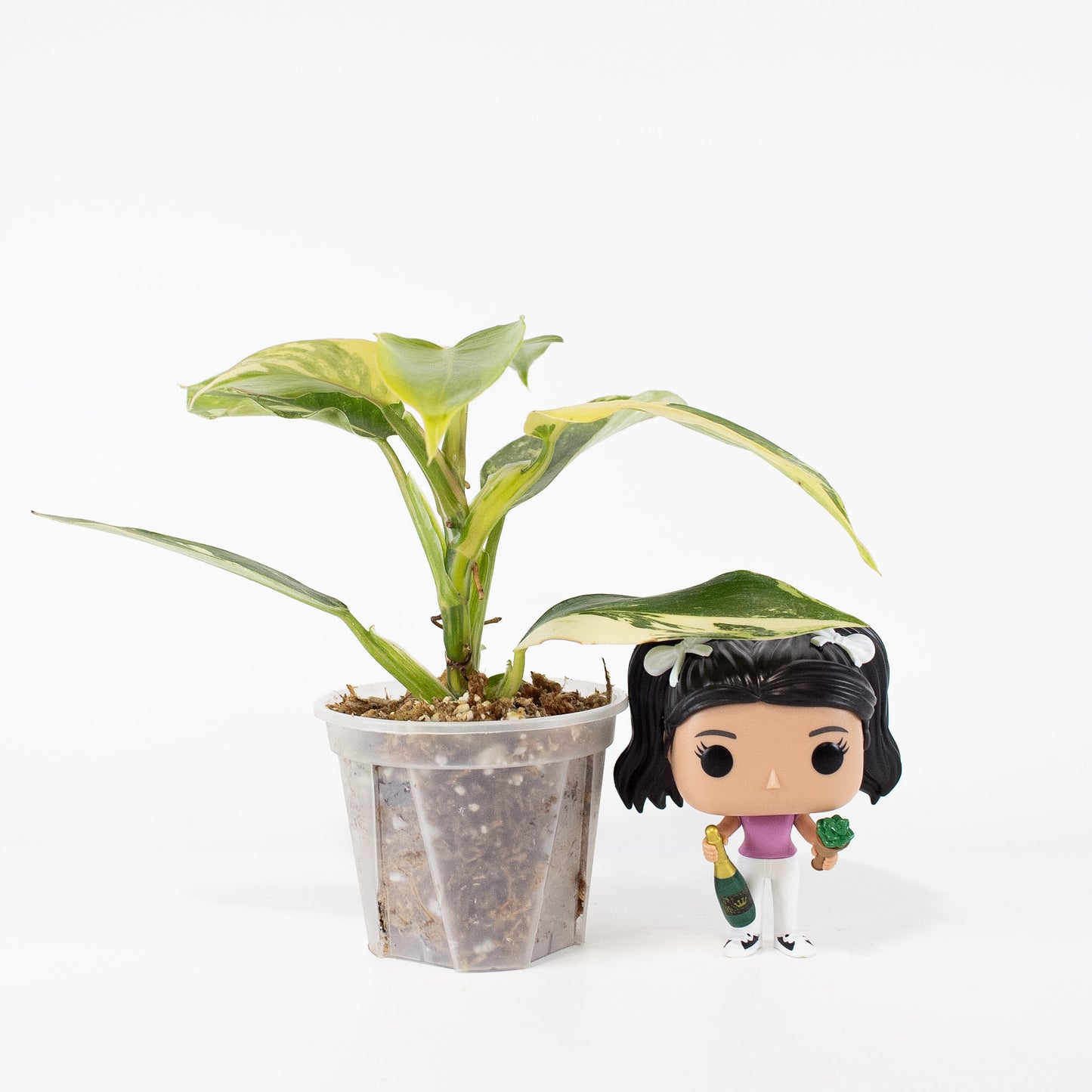 Philodendron White Wizard Tricolor *Growers Choice*