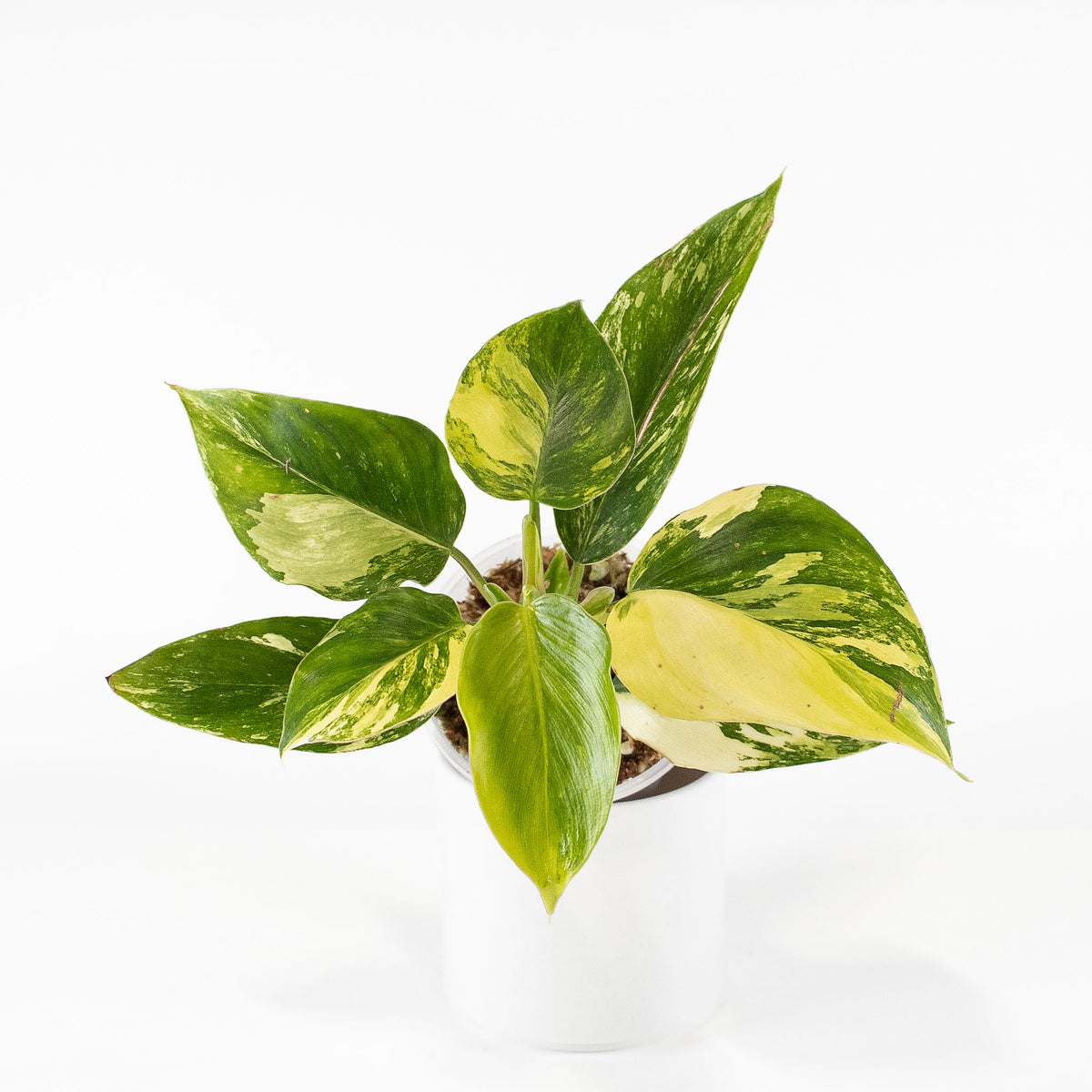 Philodendron White Wizard Tricolor *Growers Choice*