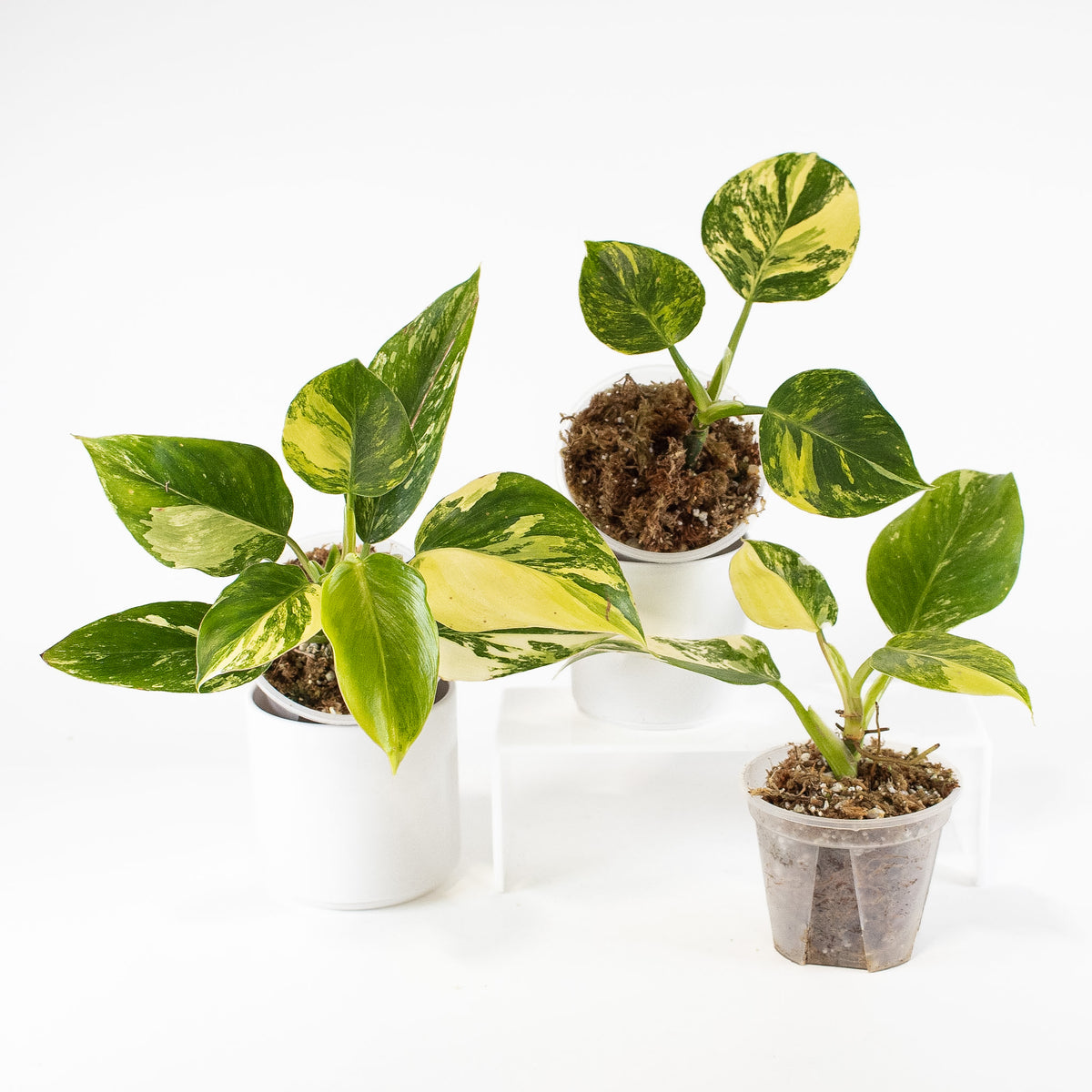 Philodendron White Wizard Tricolor *Growers Choice*