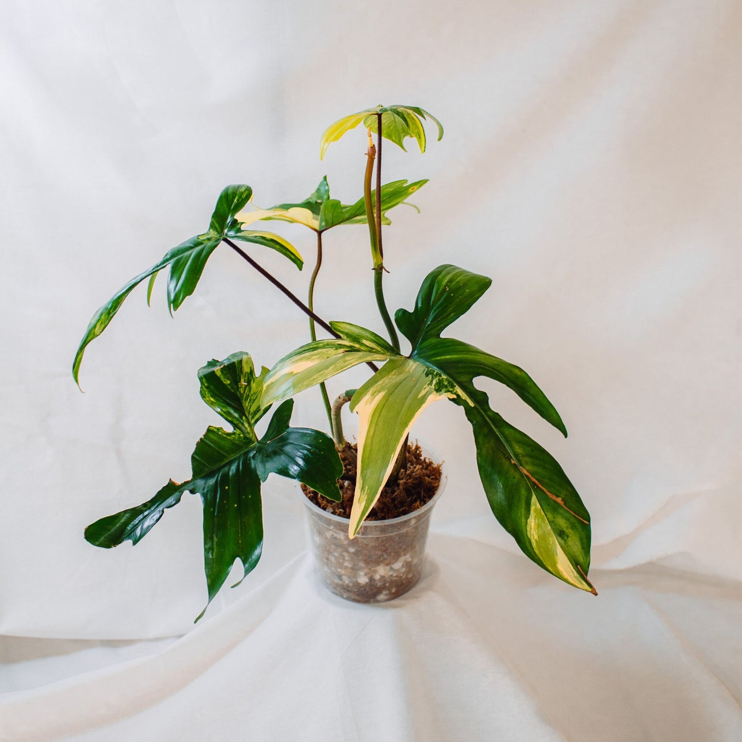 Philodendron Florida Beauty (SD24-01)