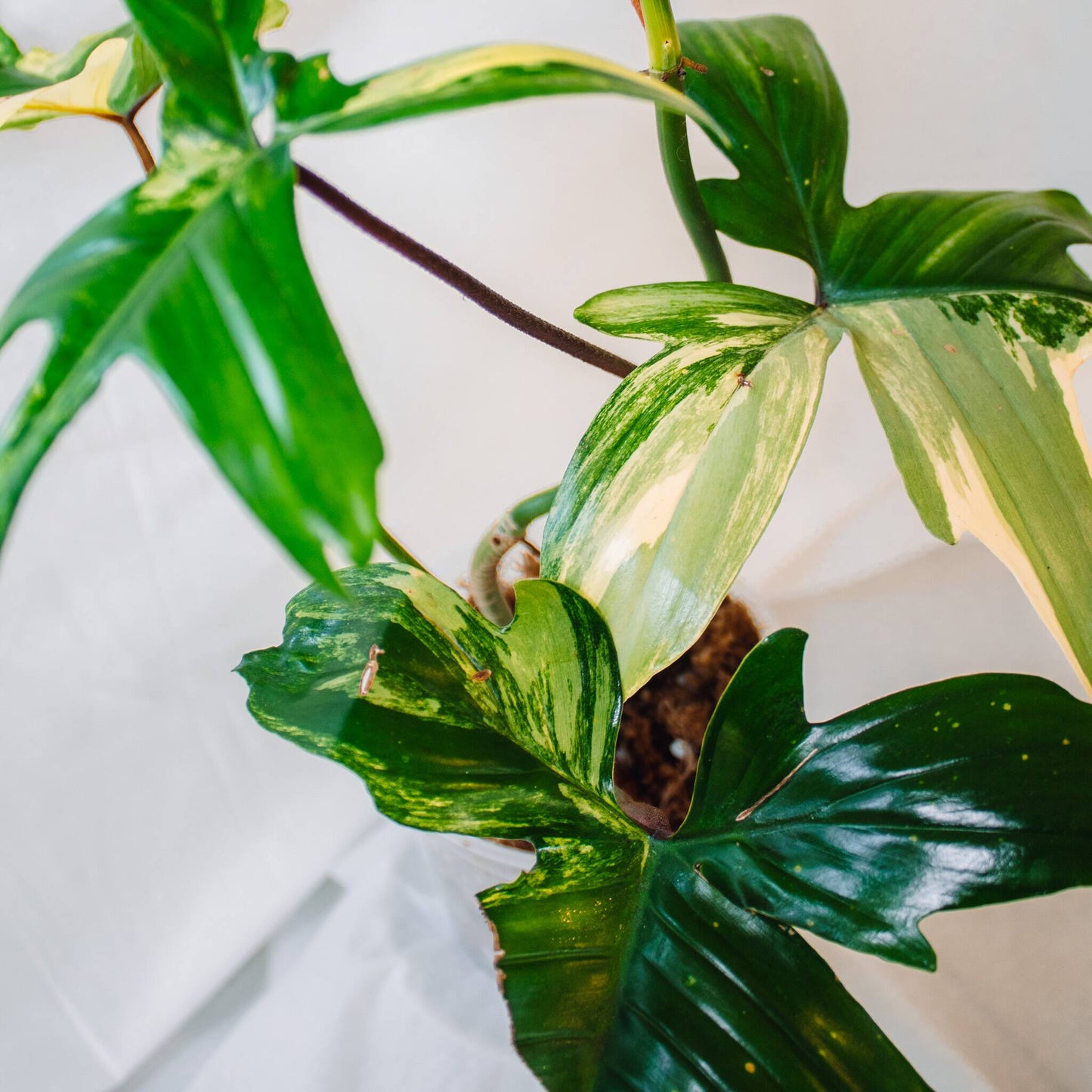 Philodendron Florida Beauty (SD24-01)