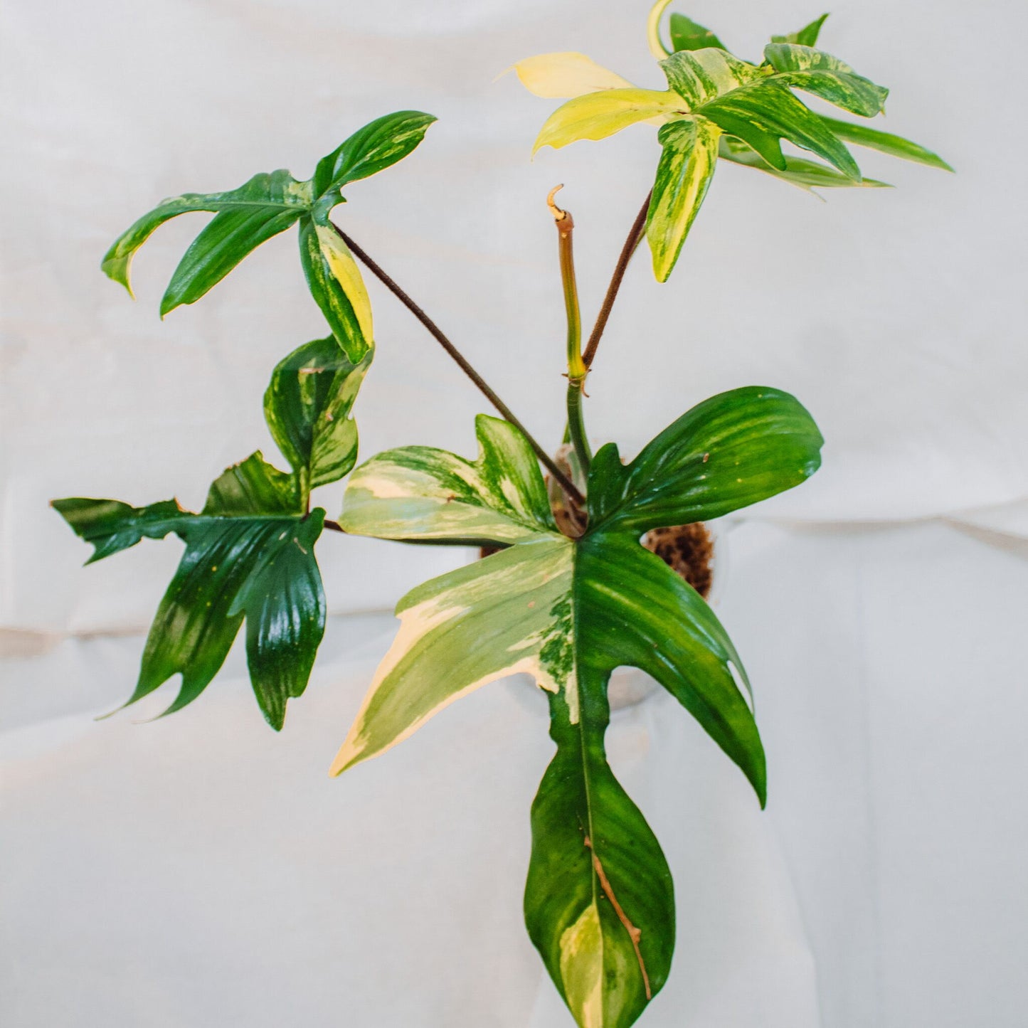 Philodendron Florida Beauty (SD24-01)