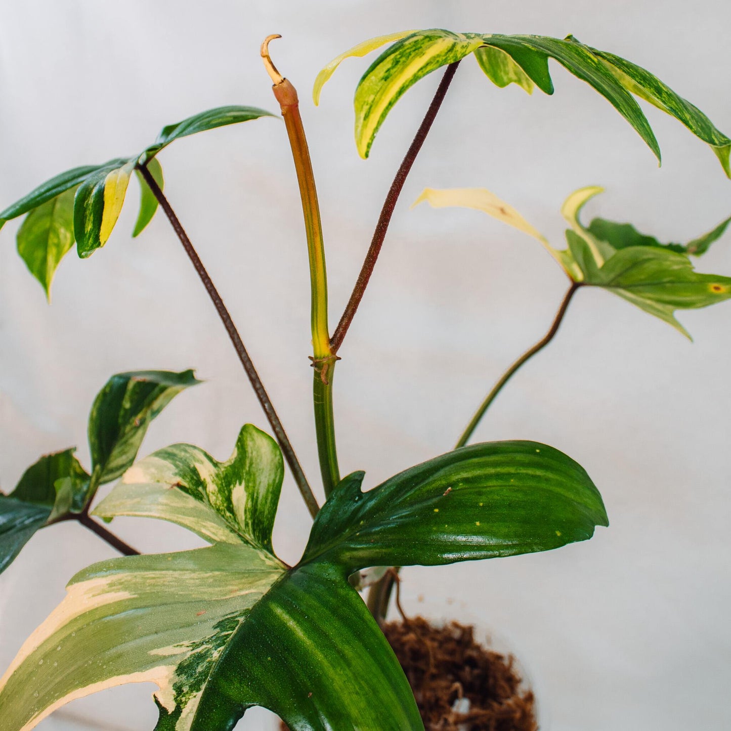 Philodendron Florida Beauty (SD24-01)