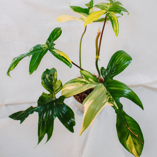 Philodendron Florida Beauty (SD24-01)