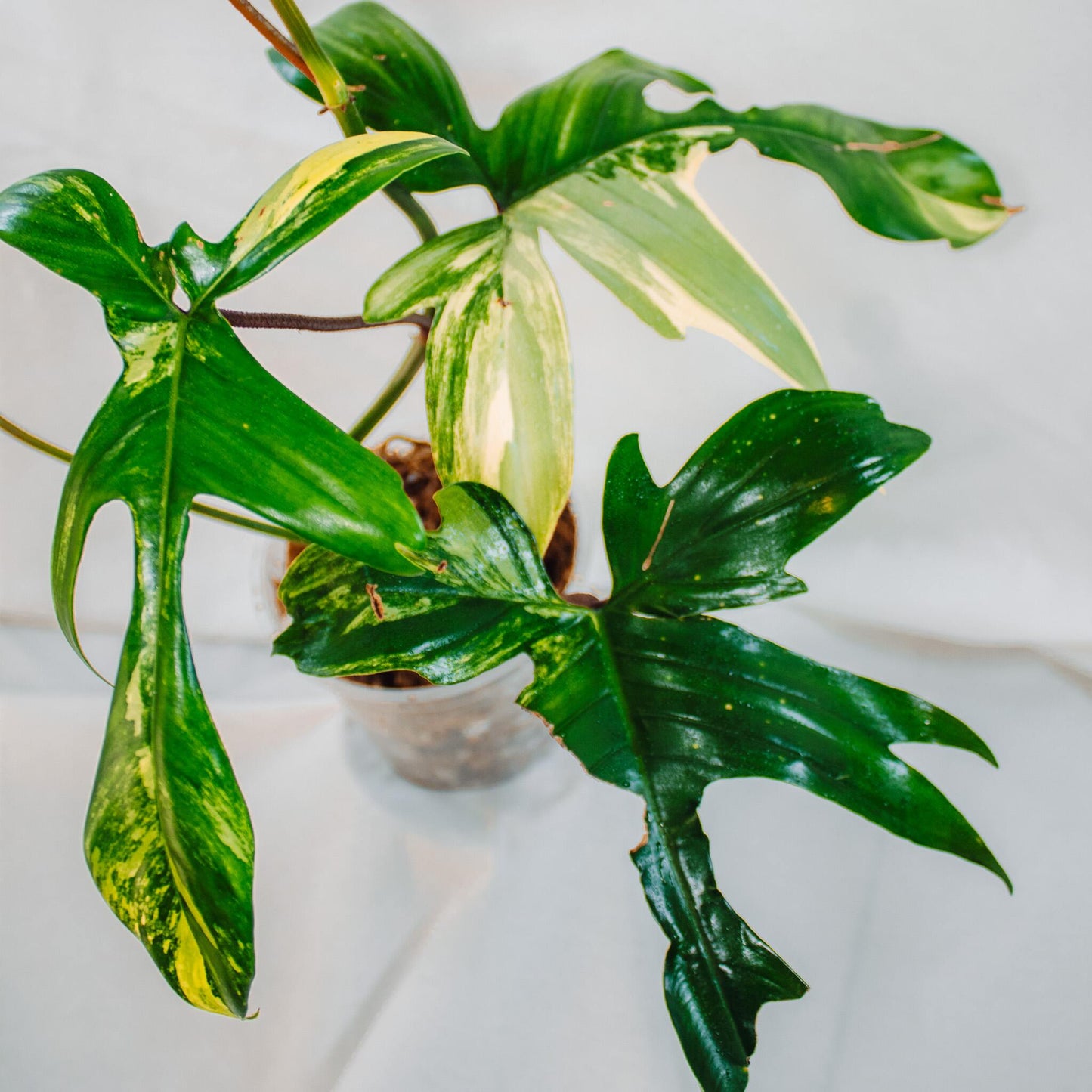 Philodendron Florida Beauty (SD24-01)