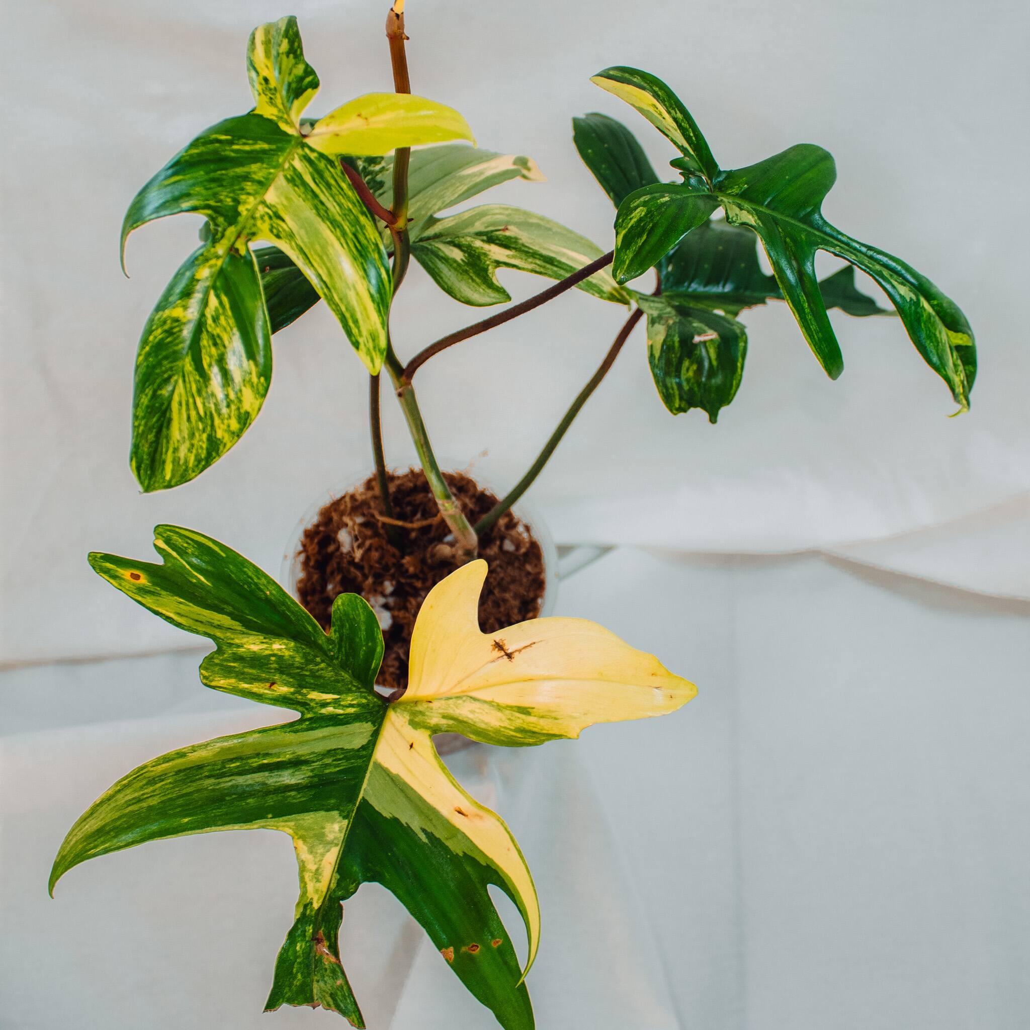 r*n様 510 斑入り　Philodendron'Florida Beauty Philodendron Florida Beauty – GrowJungle