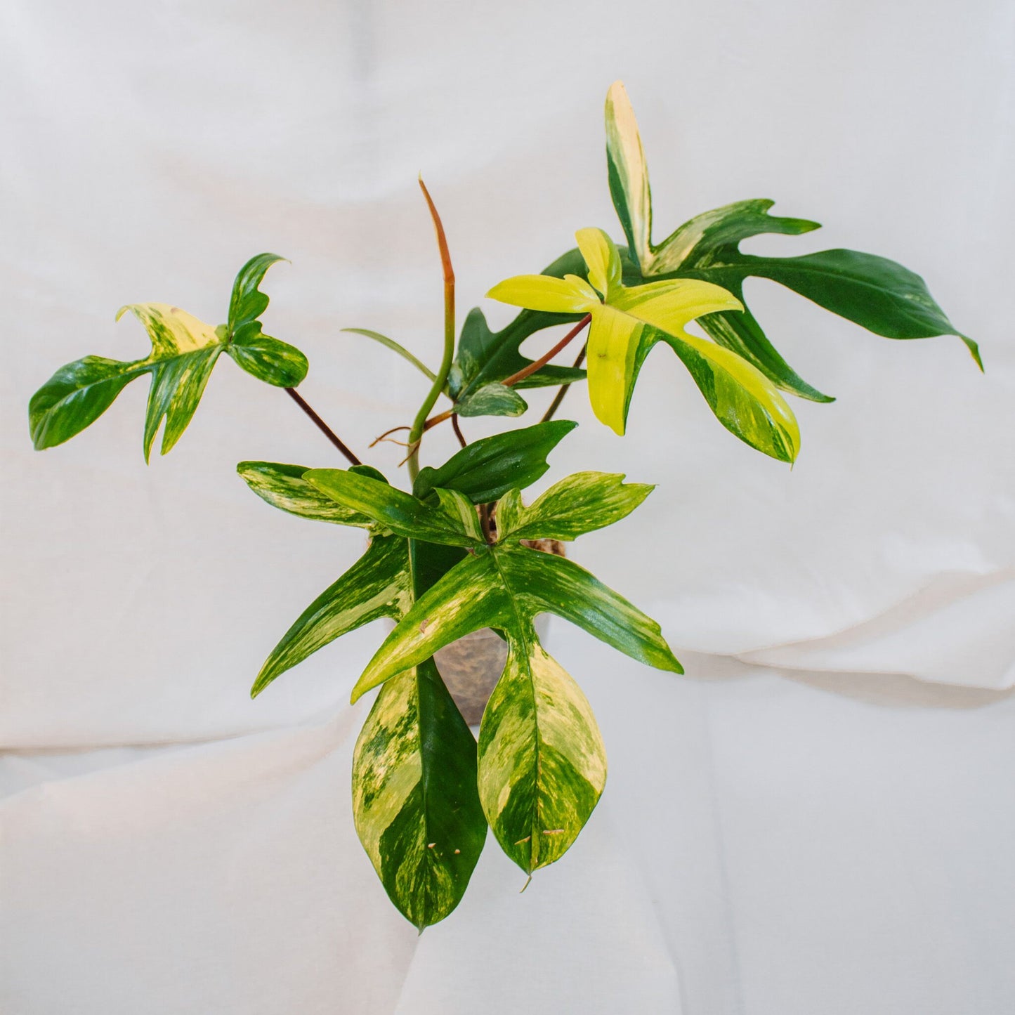 Philodendron Florida Beauty (SD24-02)