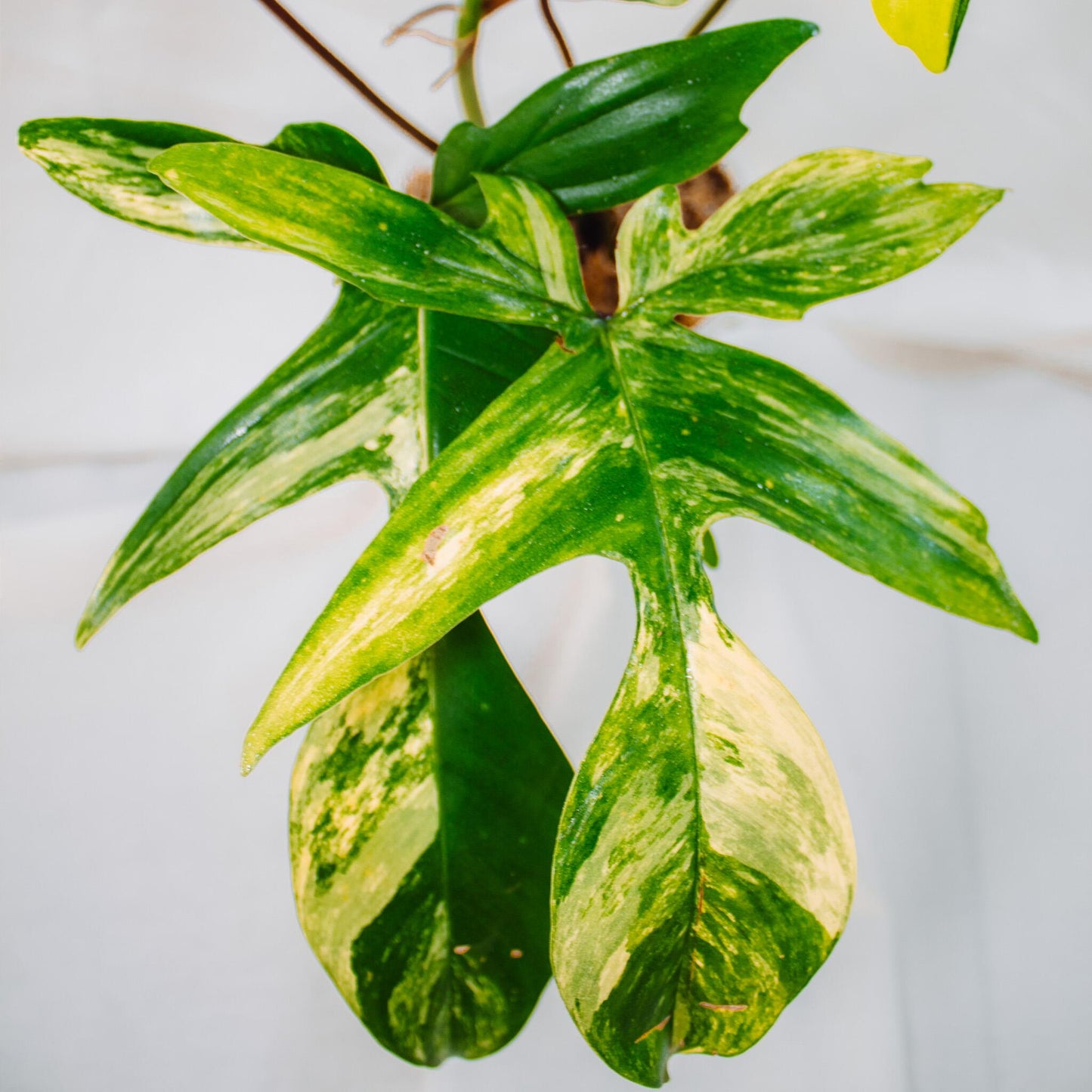 Philodendron Florida Beauty (SD24-02)