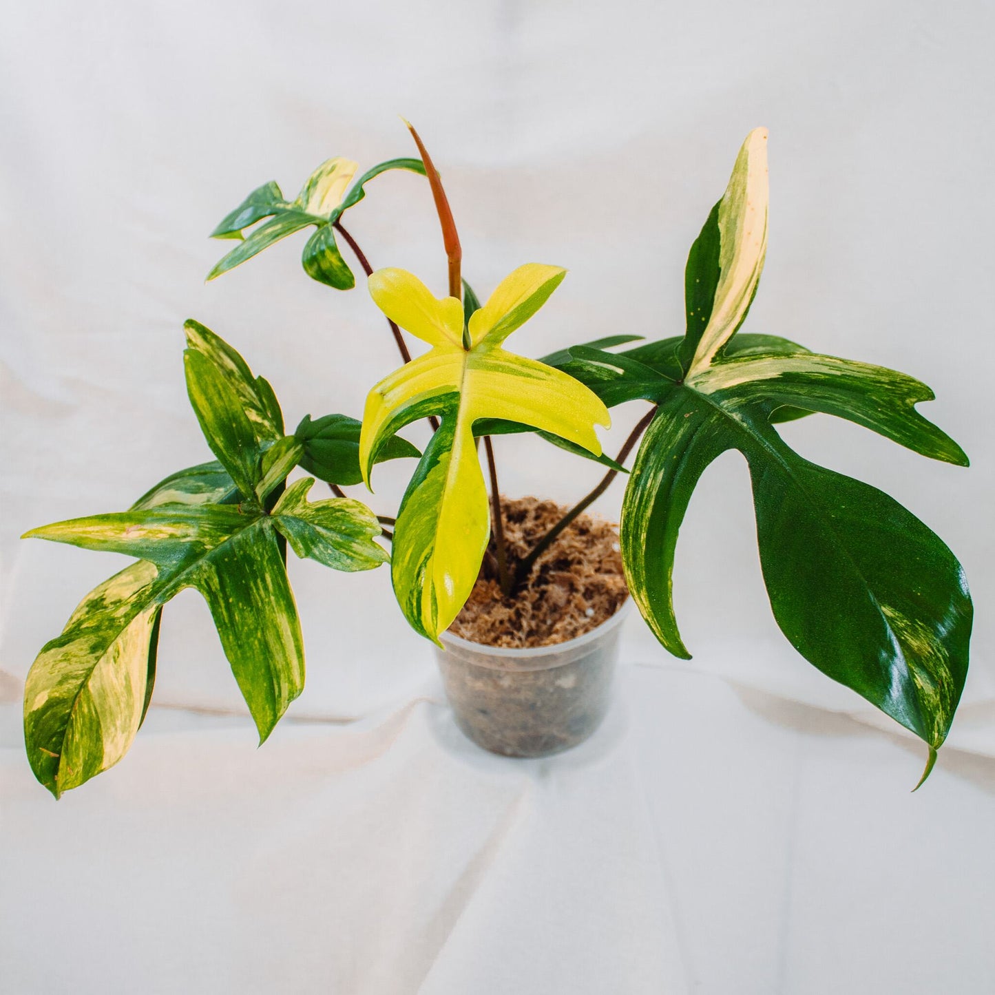 Philodendron Florida Beauty (SD24-02)