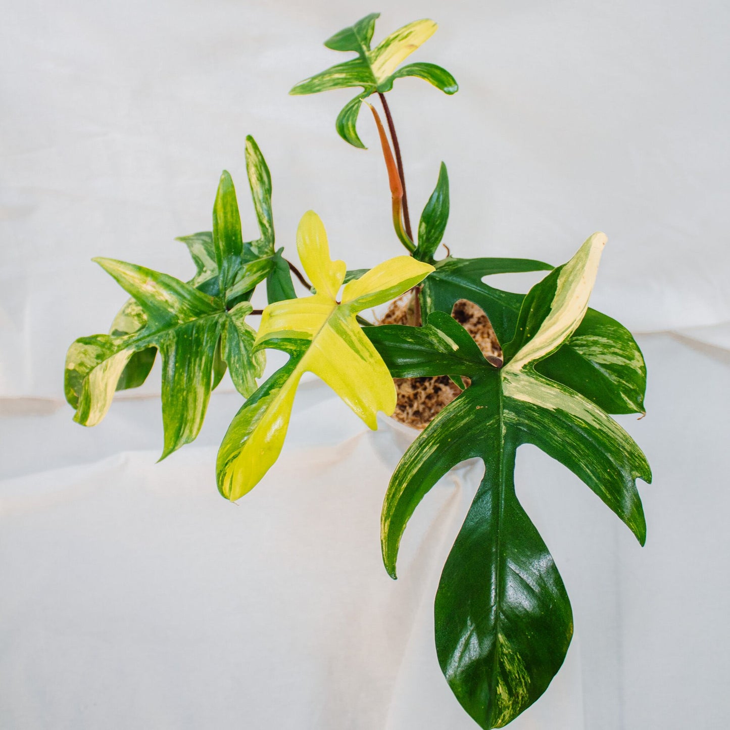 Philodendron Florida Beauty (SD24-02)