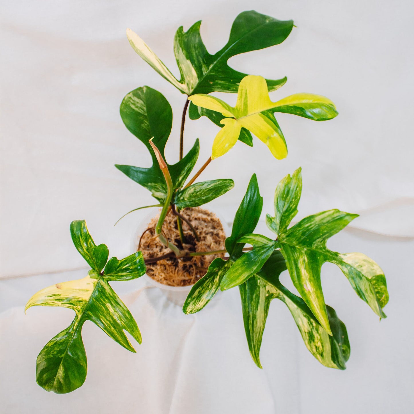 Philodendron Florida Beauty (SD24-02)