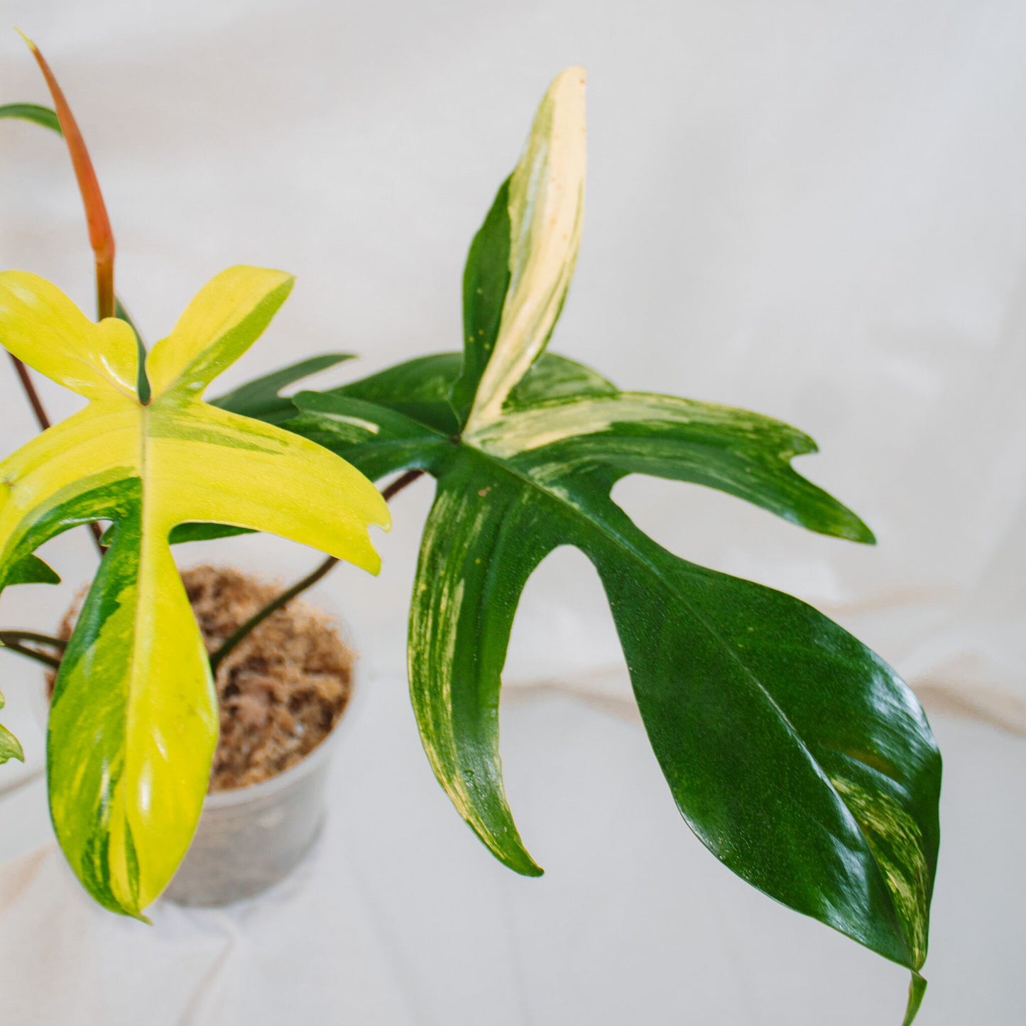 Philodendron Florida Beauty (SD24-02)