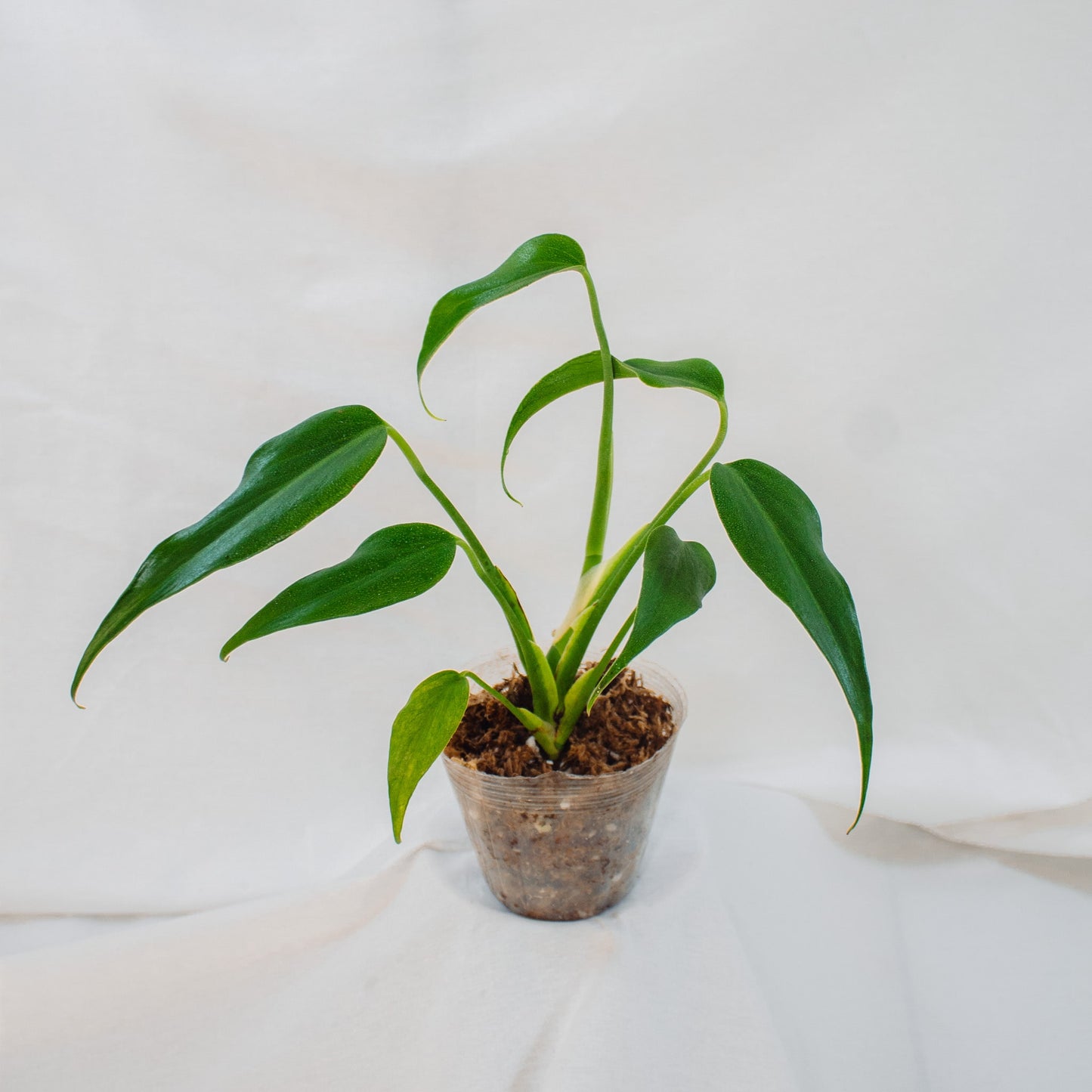 Monstera Burle Marx Flame (SD24-02)