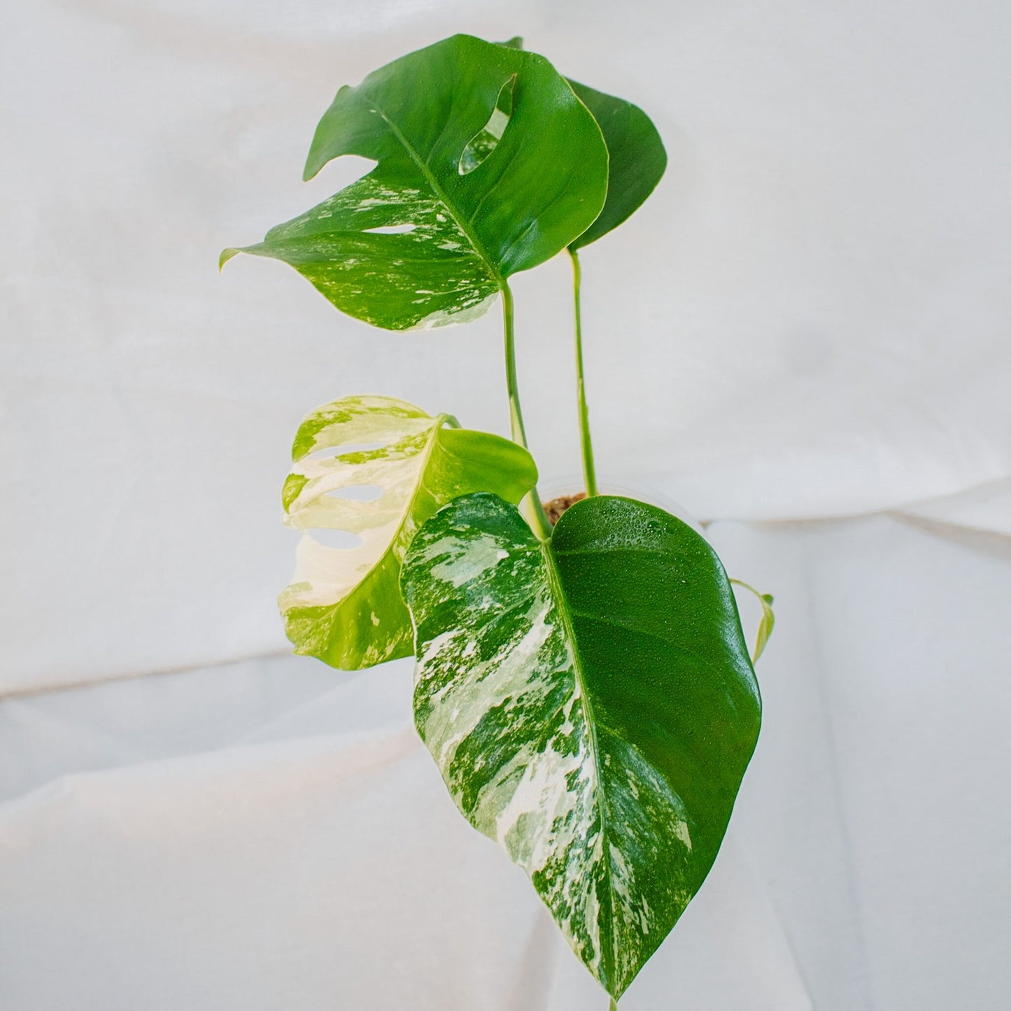 Monstera Deliciosa Borisgiana Albo Variegated (SD24-01)