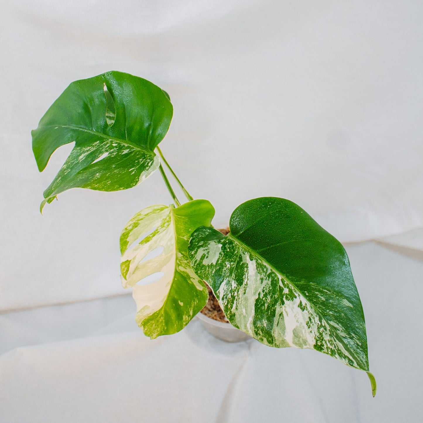 Monstera Deliciosa Borisgiana Albo Variegated (SD24-01)