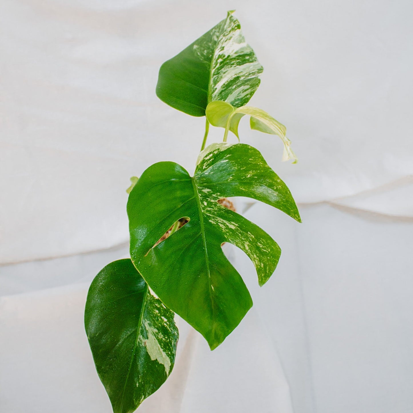 Monstera Deliciosa Borisgiana Albo Variegated (SD24-01)