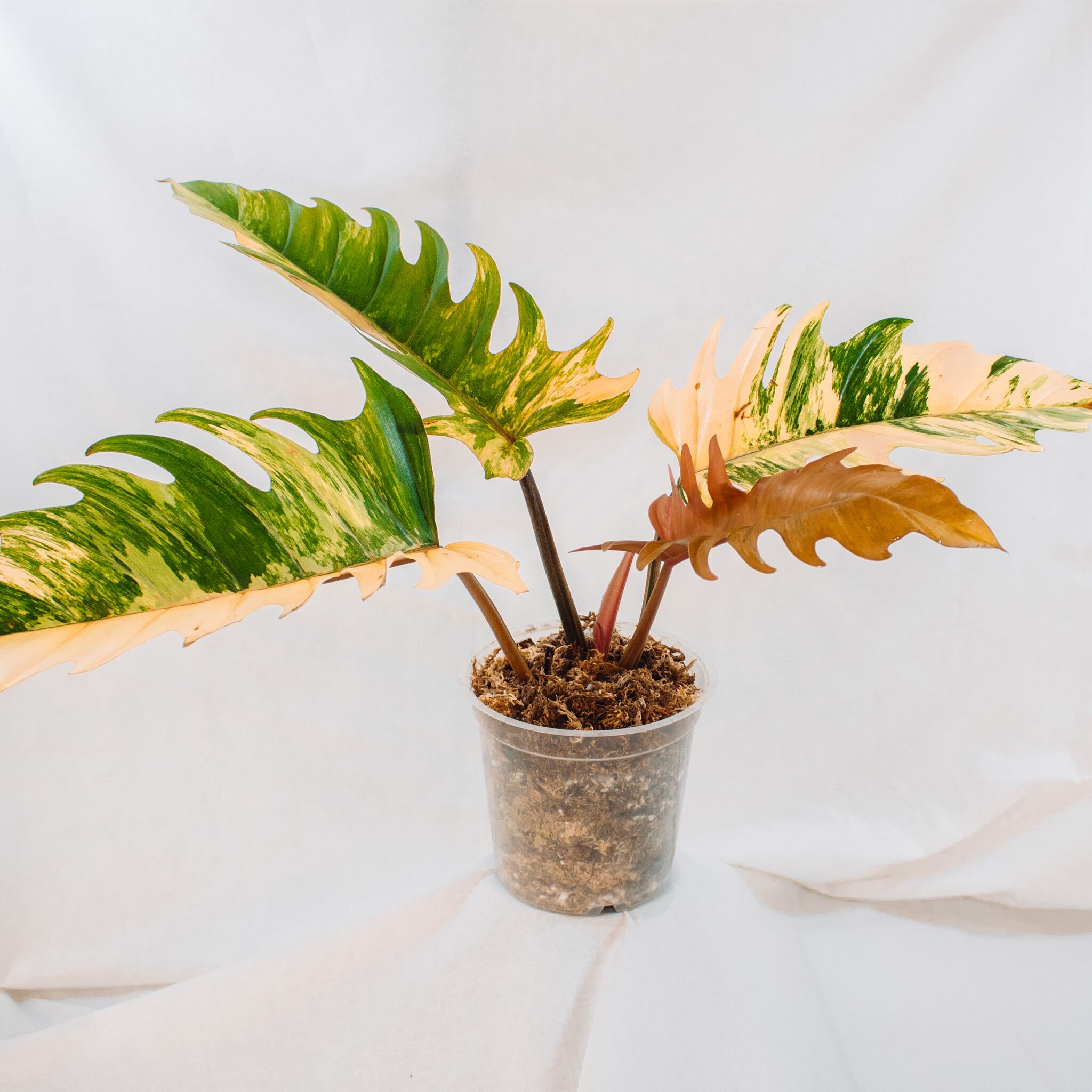 最終価格PhilodendronCaramel Marble Variegata