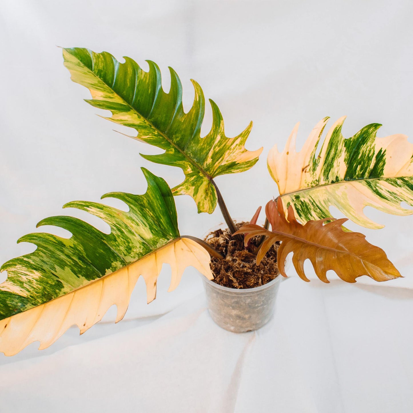 Philodendron Caramel Marble (SD24-01)