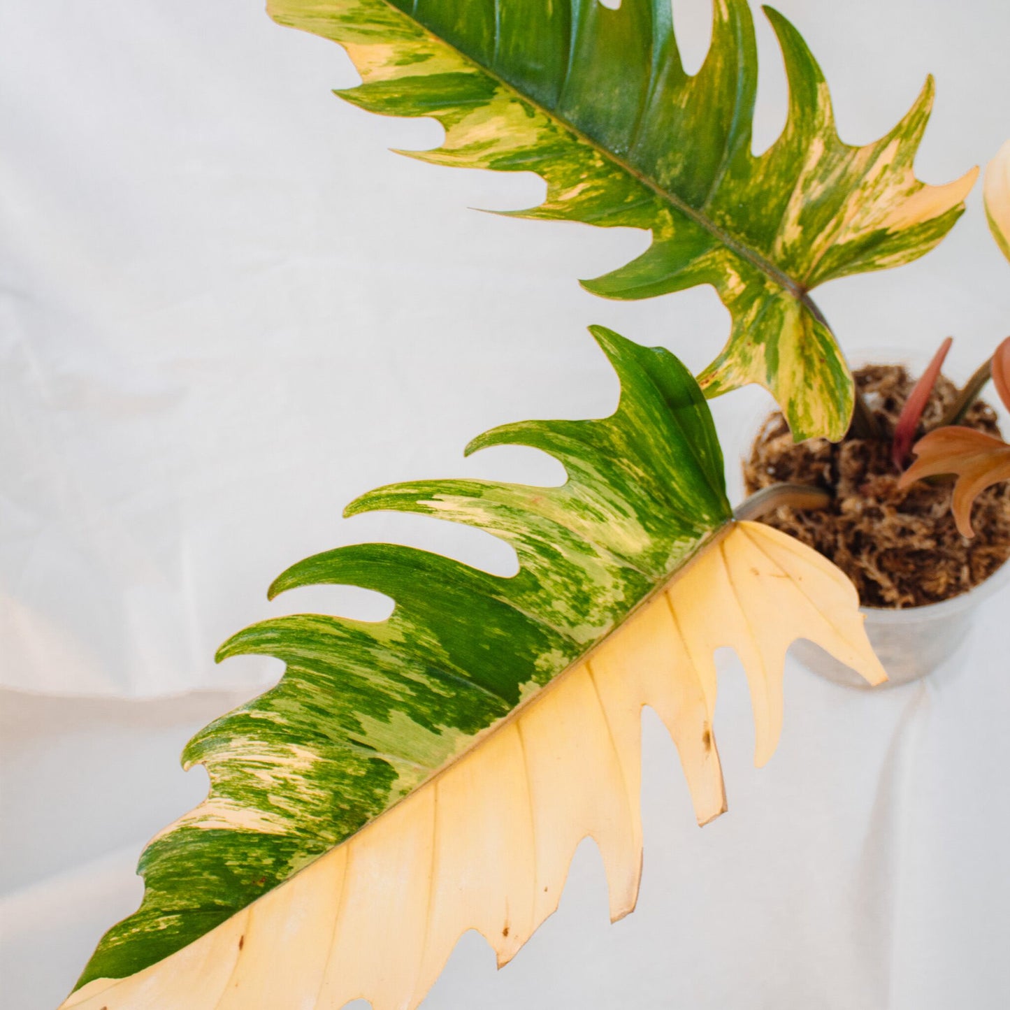 Philodendron Caramel Marble (SD24-01)