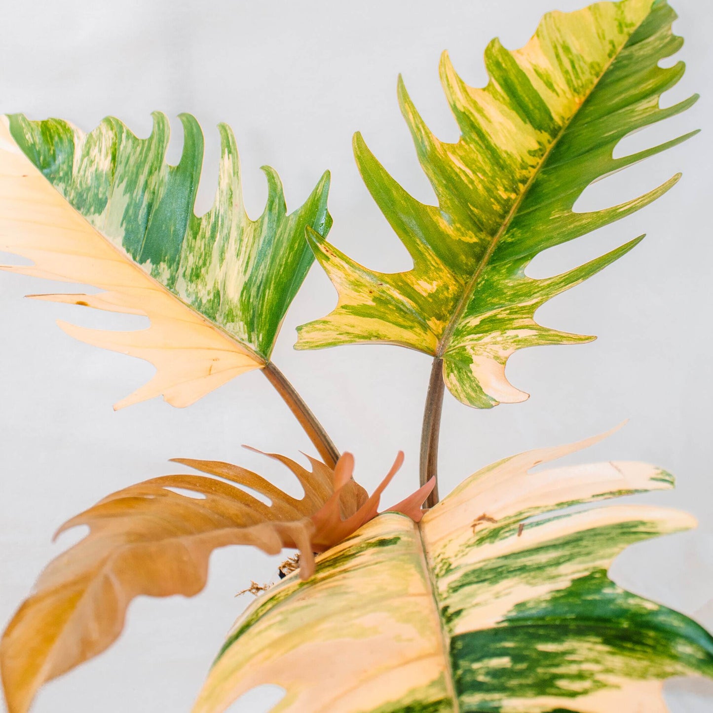 Philodendron Caramel Marble (SD24-01)