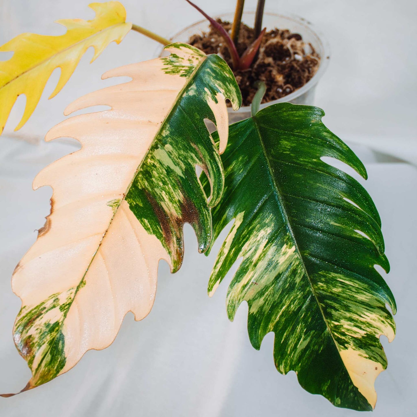 Philodendron Caramel Marble (SD24-02)