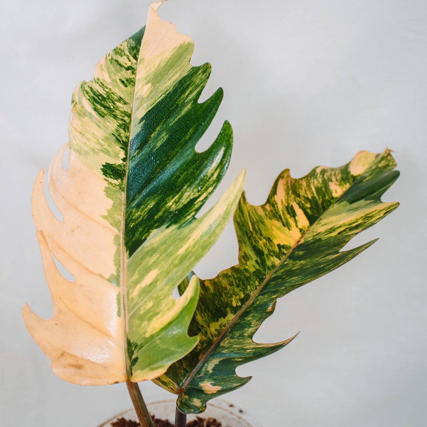 Philodendron Caramel Marble (SD24-02)