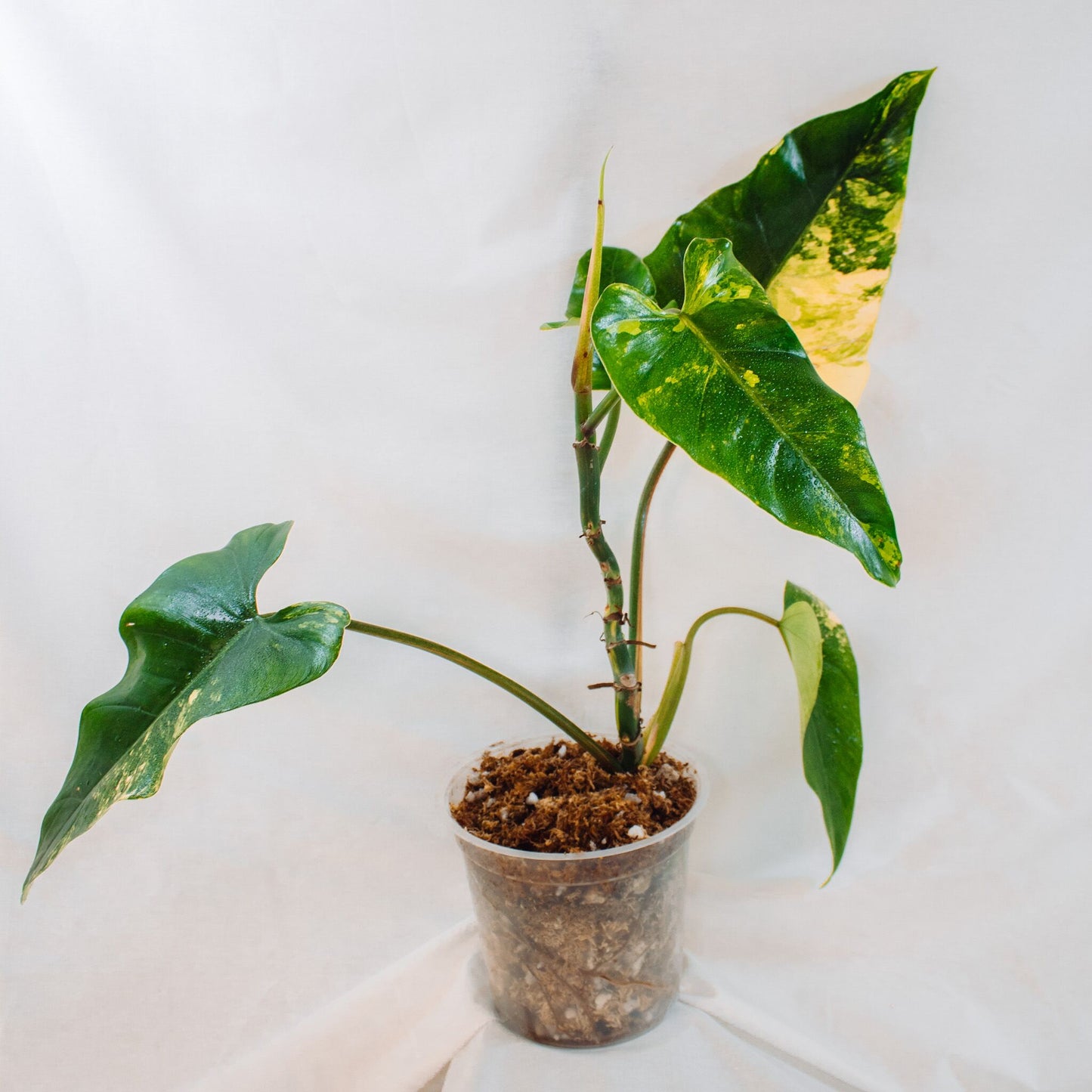 Philodendron Domesticum Variegated (SD24-01)