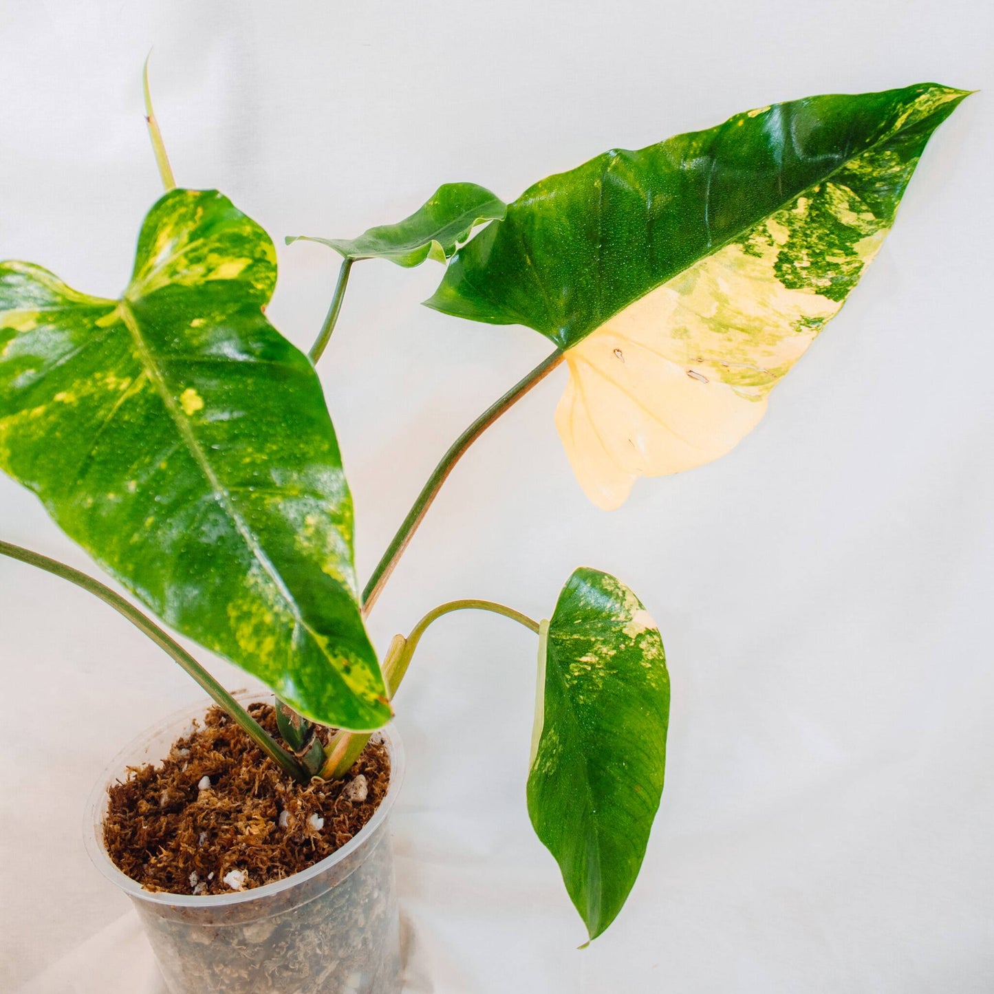 Philodendron Domesticum Variegated (SD24-01)