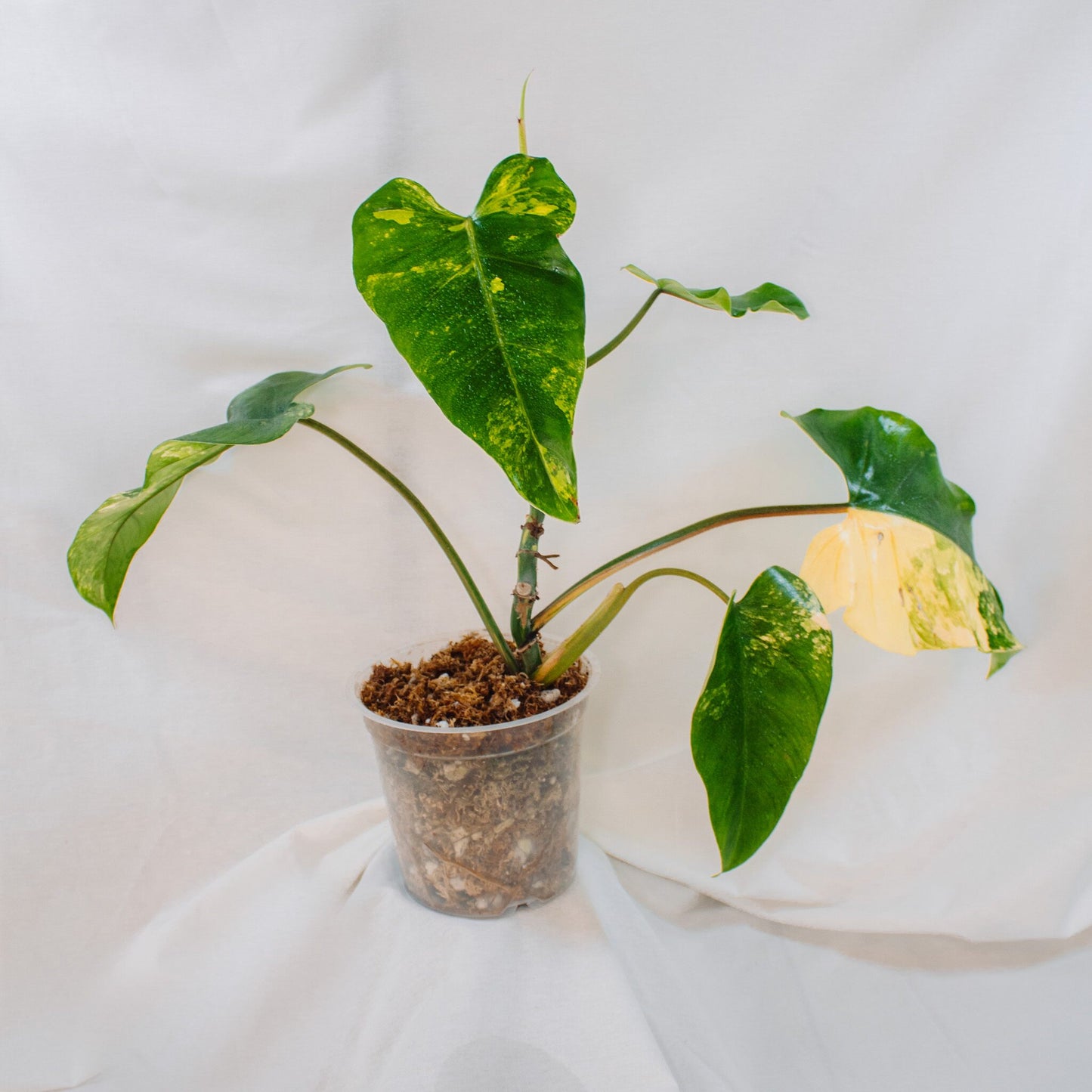 Philodendron Domesticum Variegated (SD24-01)