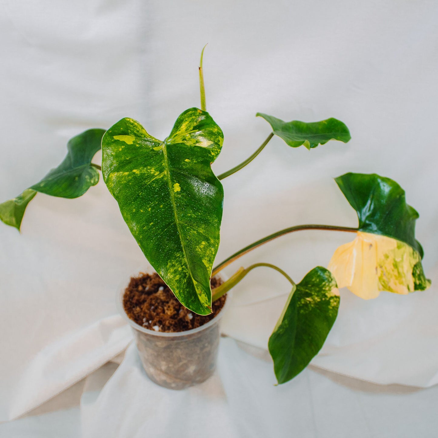 Philodendron Domesticum Variegated (SD24-01)