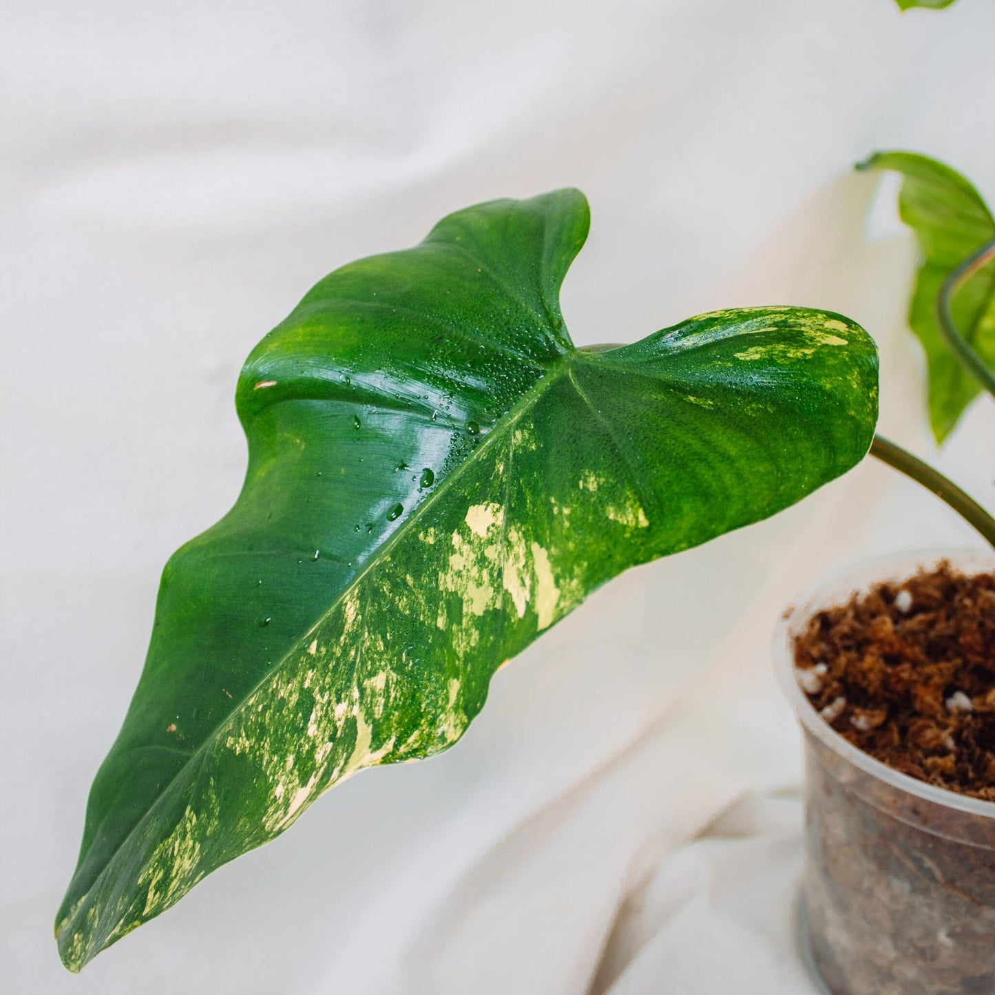 Philodendron Domesticum Variegated (SD24-01)