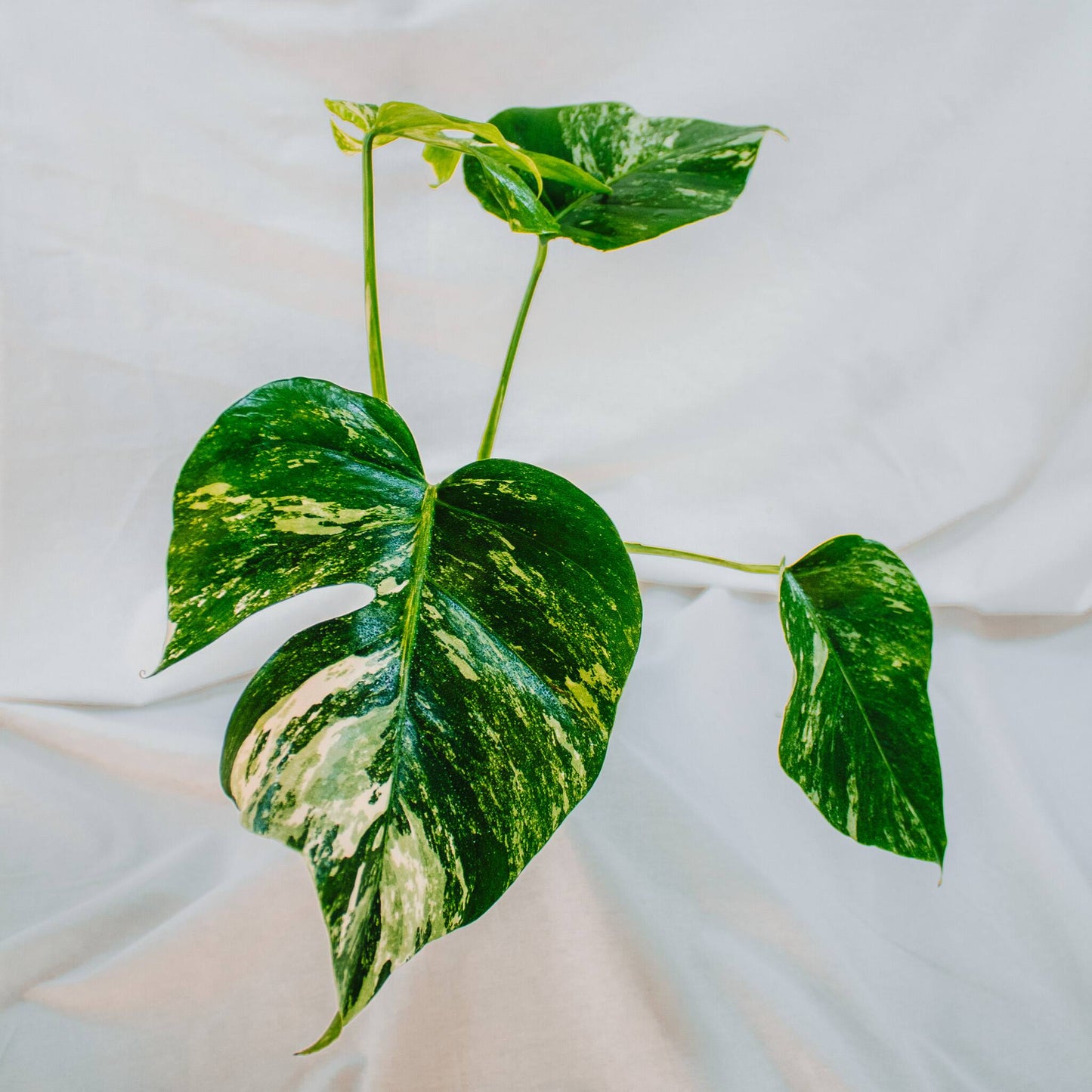 Monstera Deliciosa Borisgiana Albo Variegated (SD24-04)