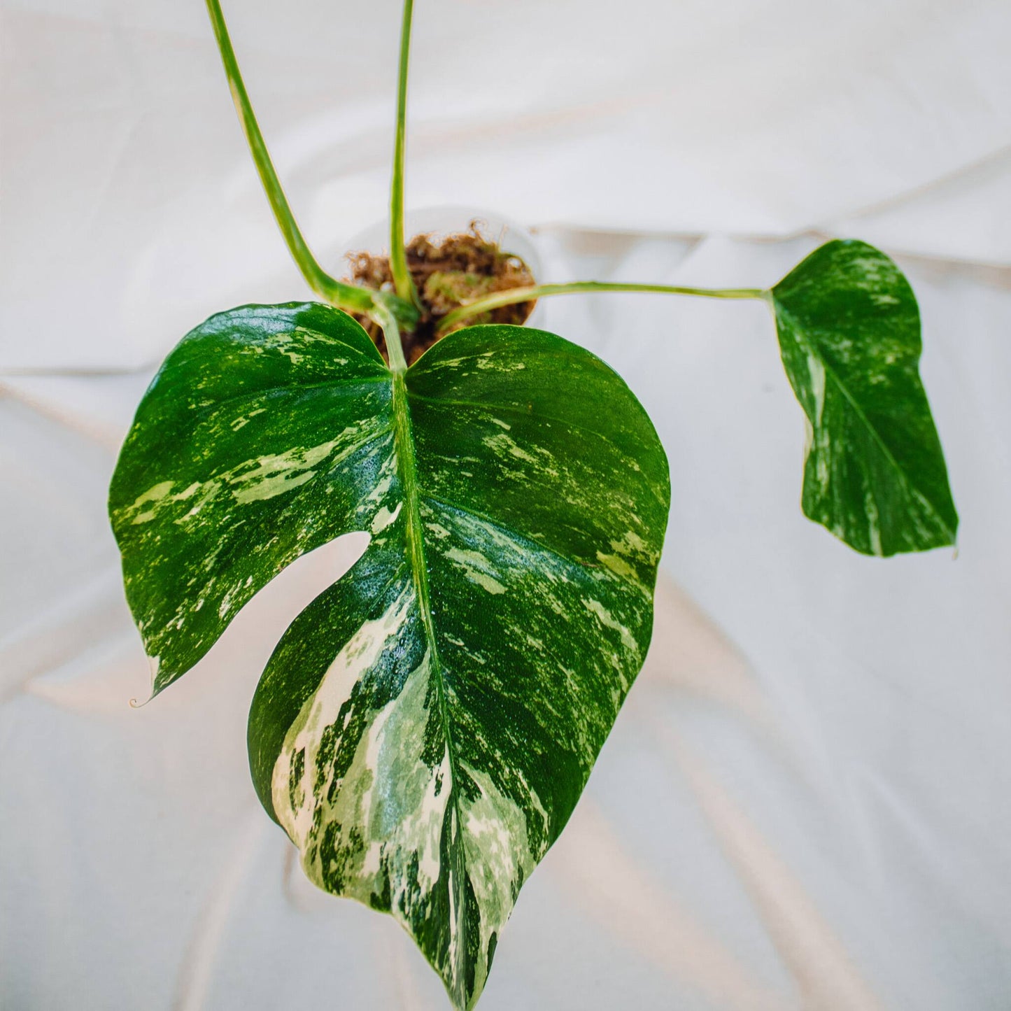 Monstera Deliciosa Borisgiana Albo Variegated (SD24-04)