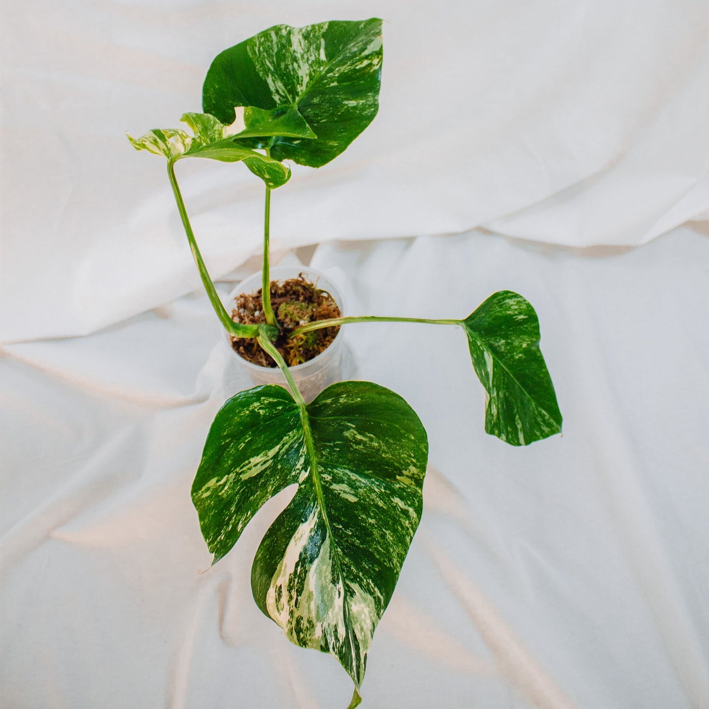 Monstera Deliciosa Borisgiana Albo Variegated (SD24-04)