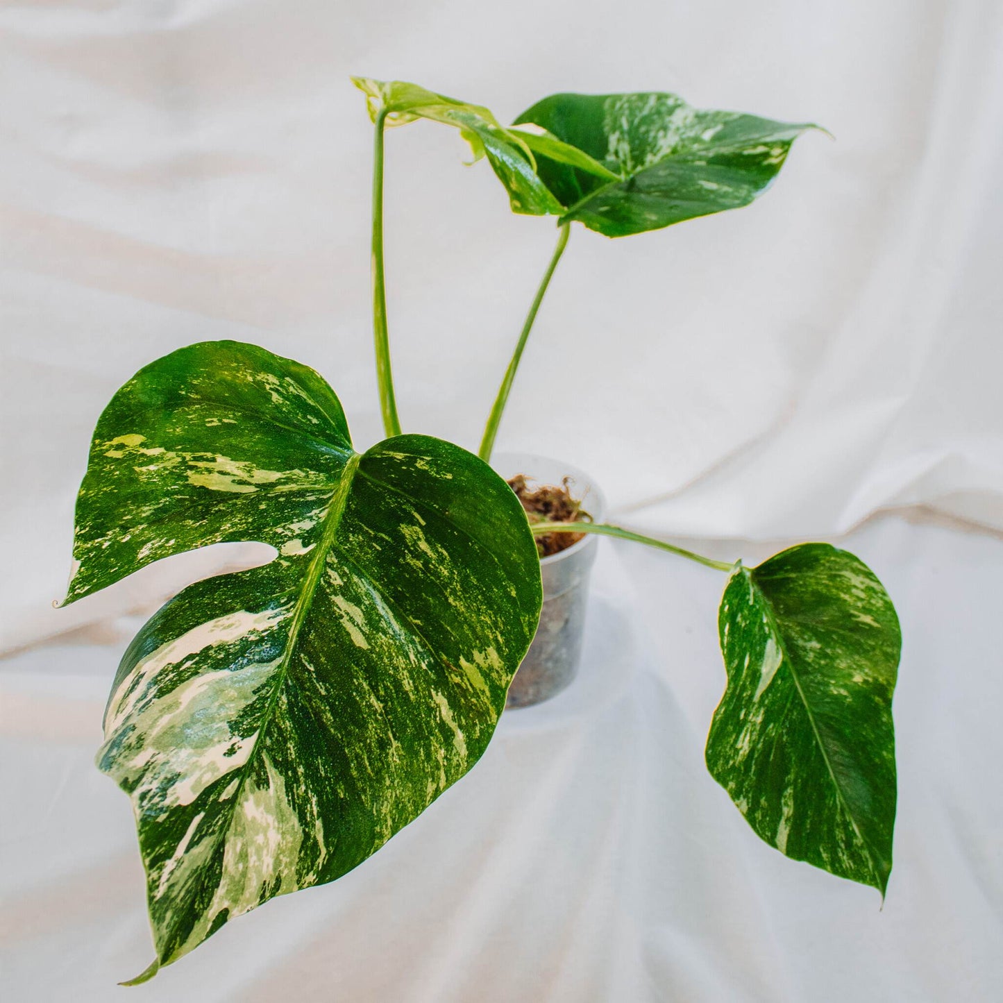 Monstera Deliciosa Borisgiana Albo Variegated (SD24-04)