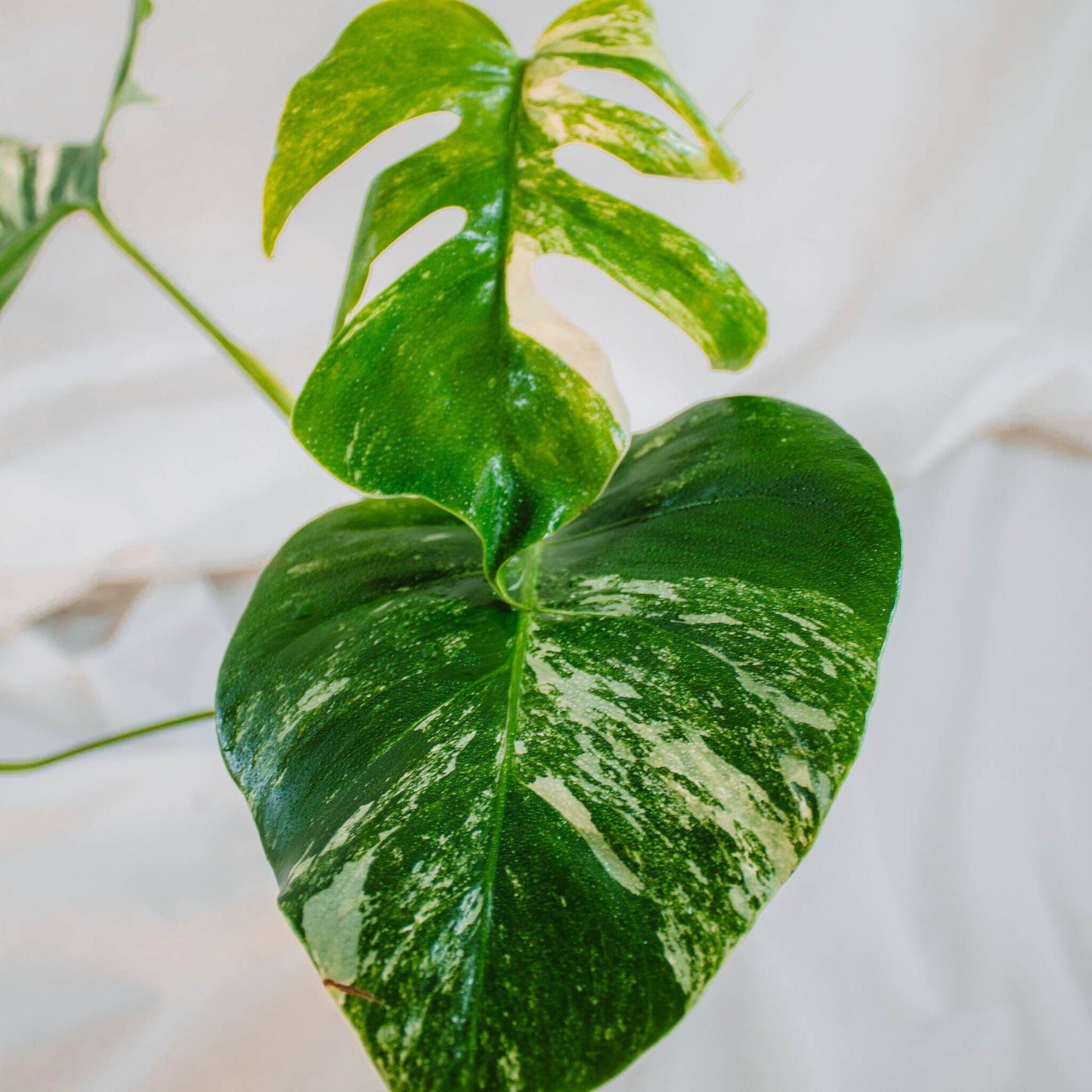 Monstera Deliciosa Borisgiana Albo Variegated (SD24-04)