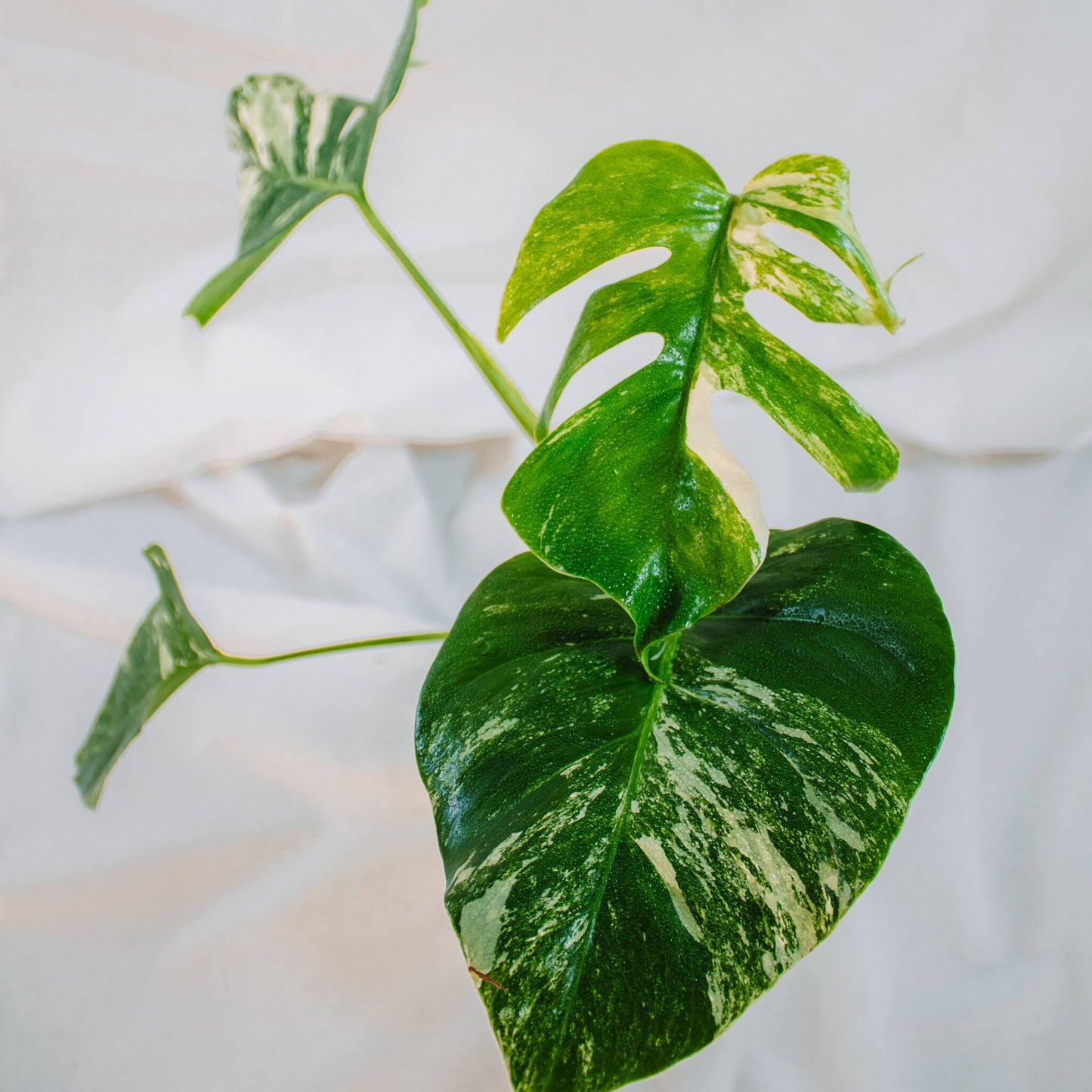 Monstera Deliciosa Borisgiana Albo Variegated (SD24-04)