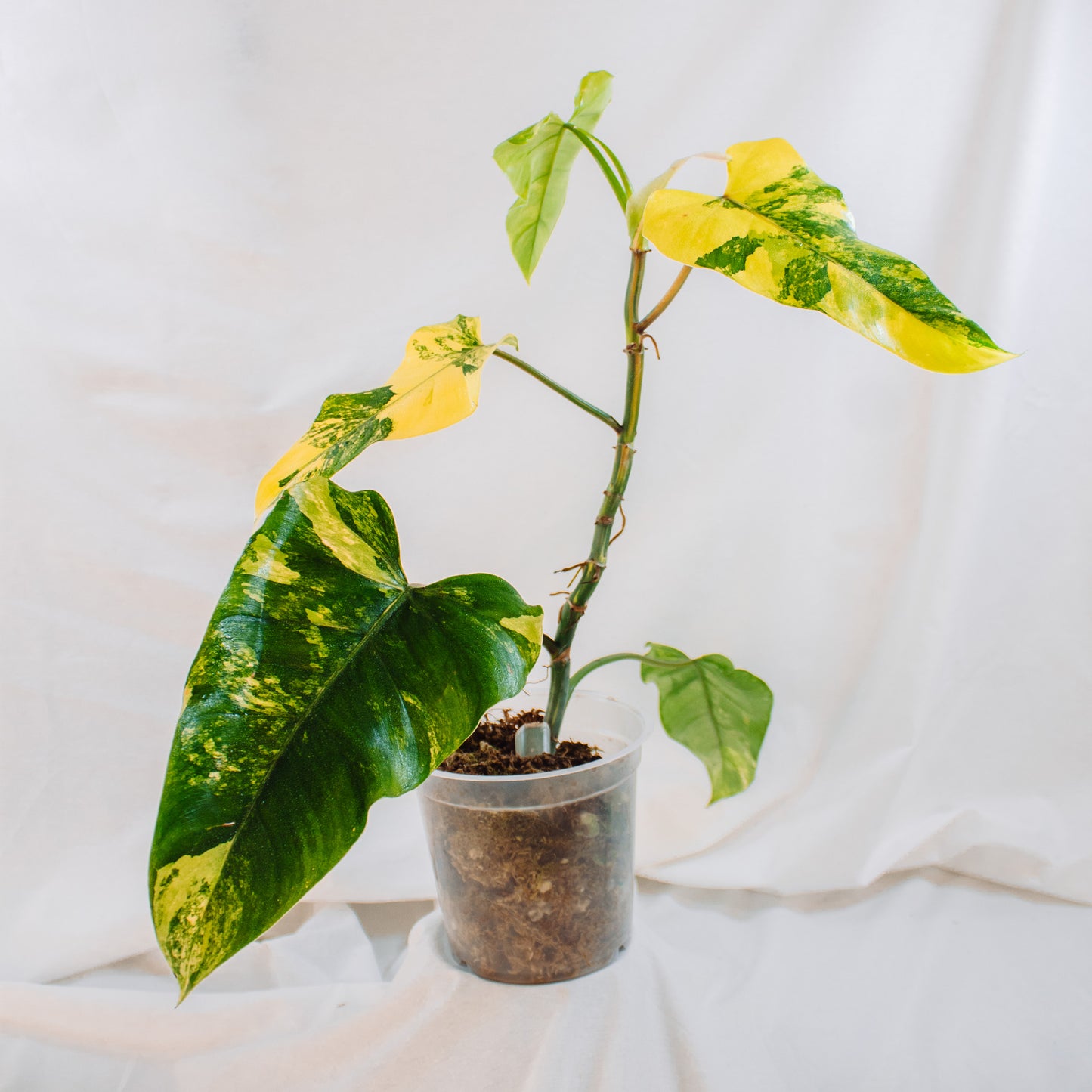 Philodendron Domesticum Variegated (SD24-02)