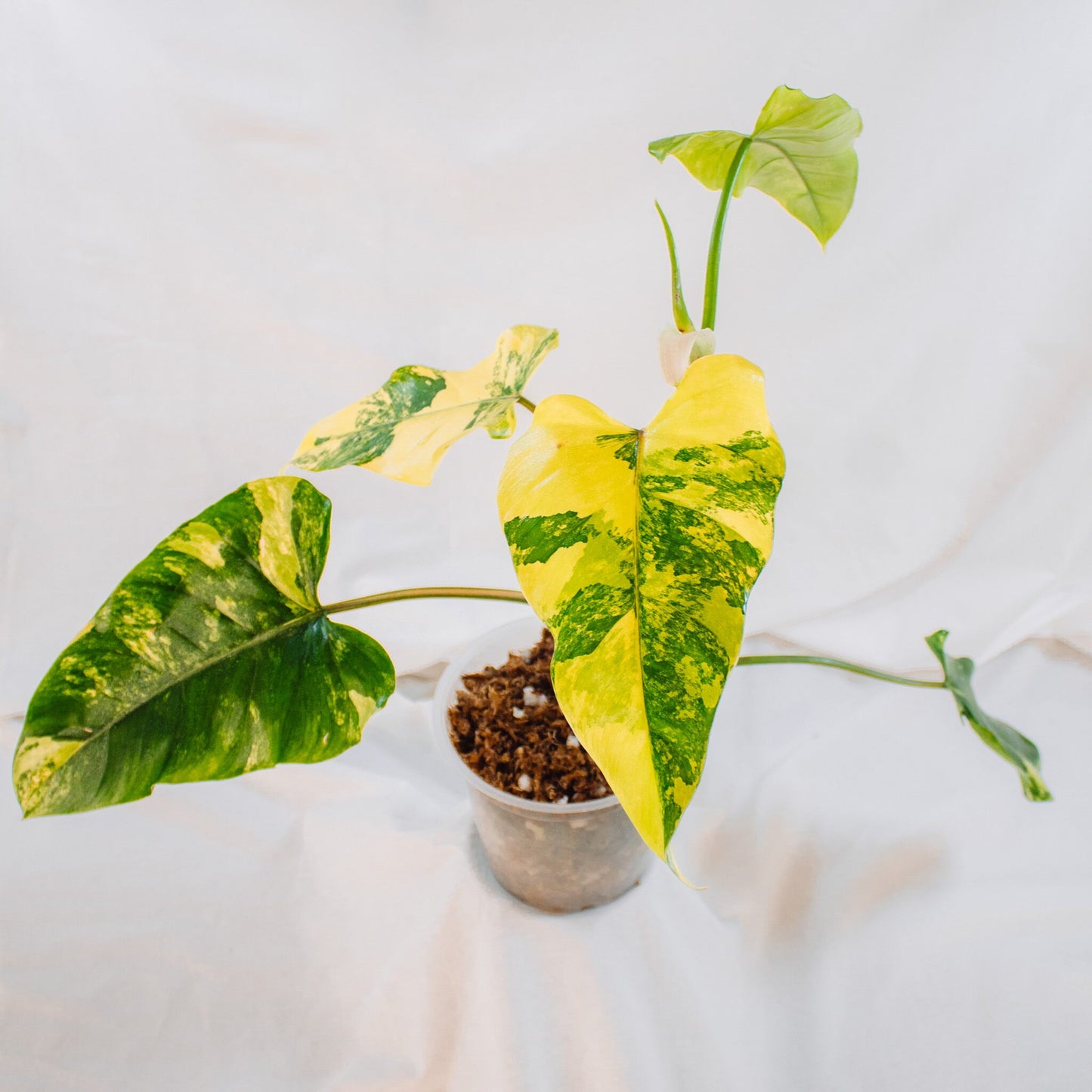 Philodendron Domesticum Variegated (SD24-02)