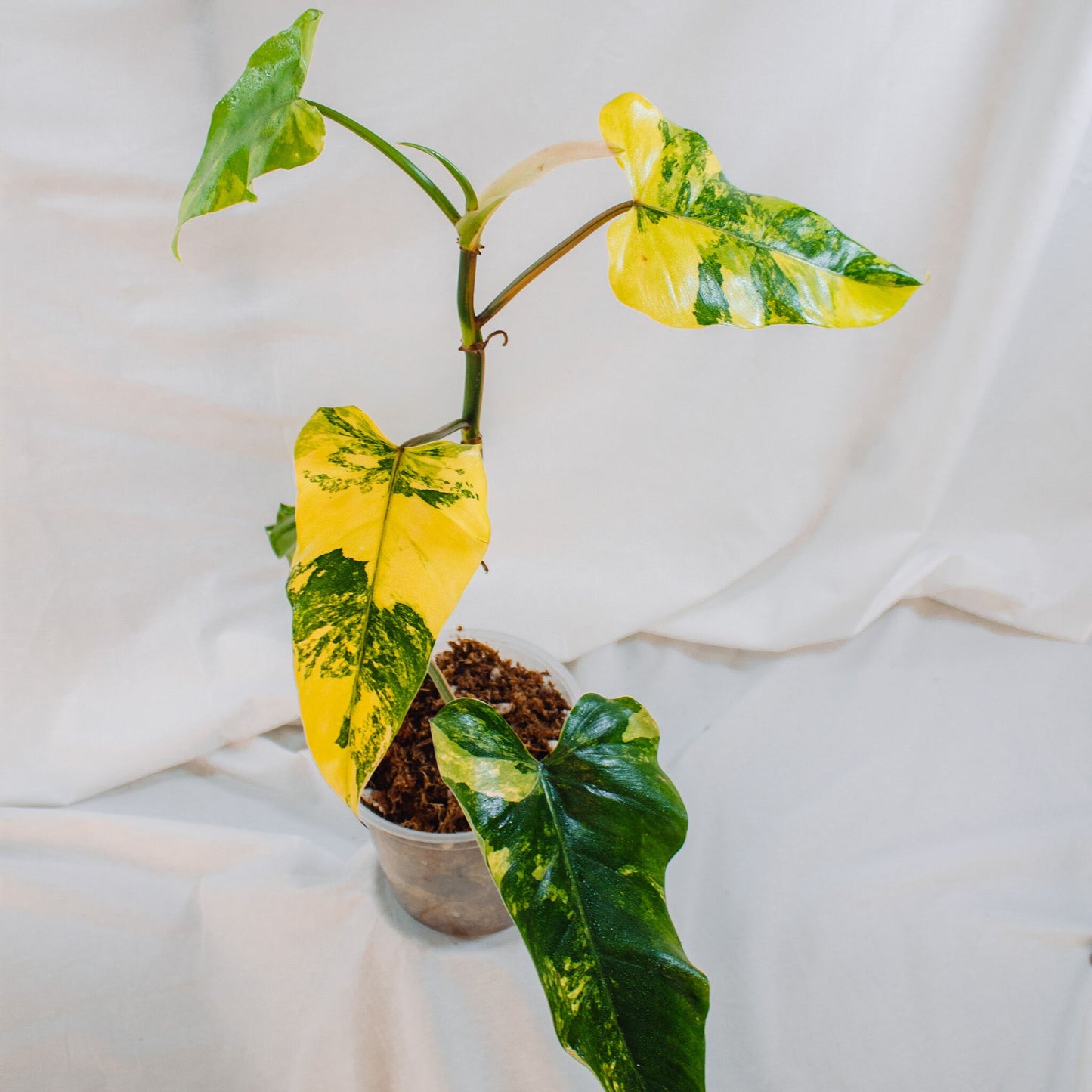 Philodendron Domesticum Variegated (SD24-02)