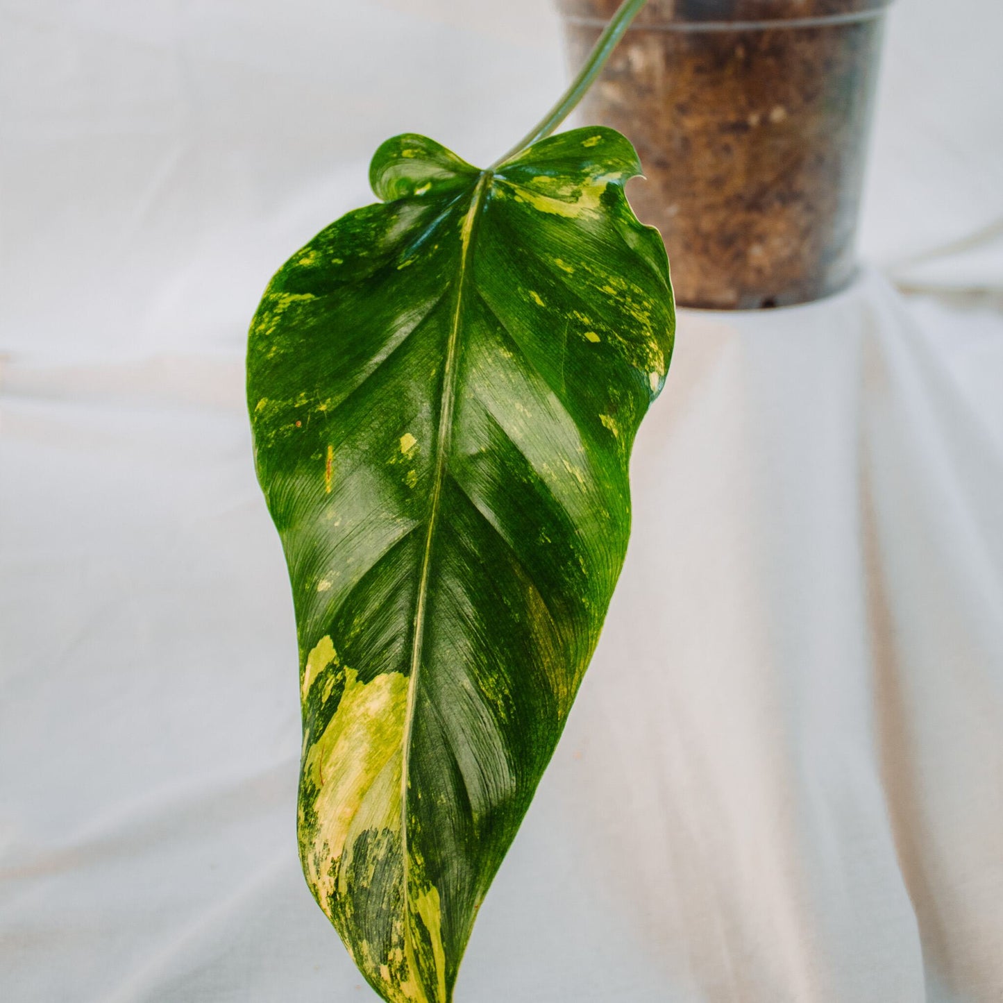 Philodendron Domesticum Variegated (SD24-02)