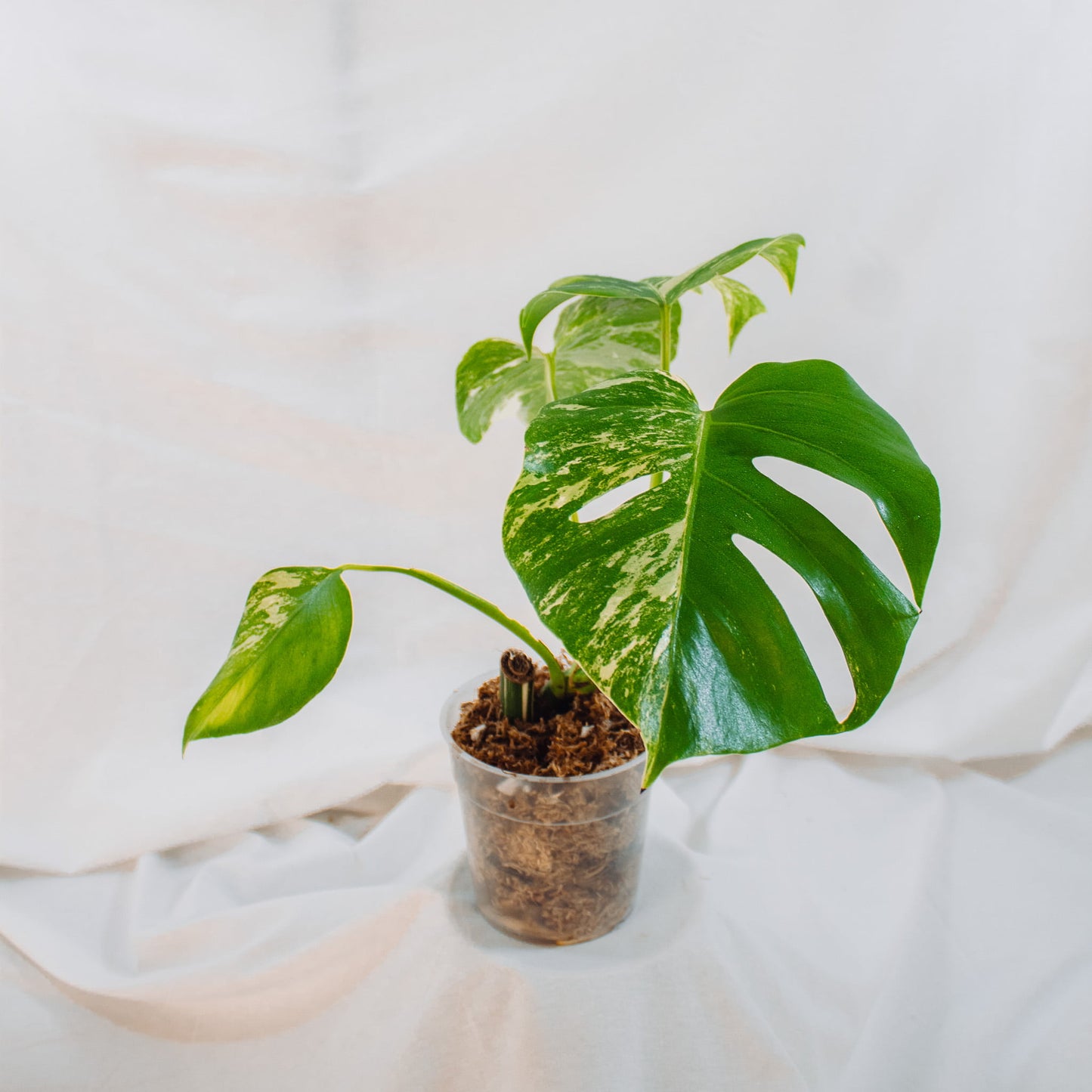 Monstera Deliciosa Borisgiana Albo Variegated (SD24-02)