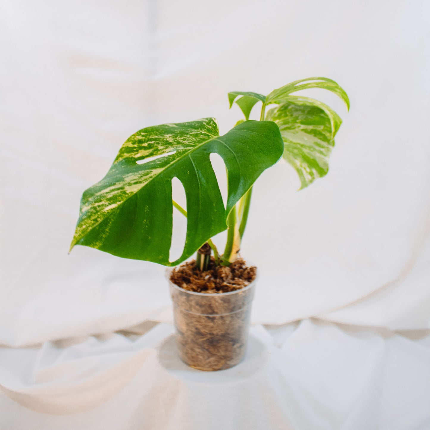 Monstera Deliciosa Borisgiana Albo Variegated (SD24-02)