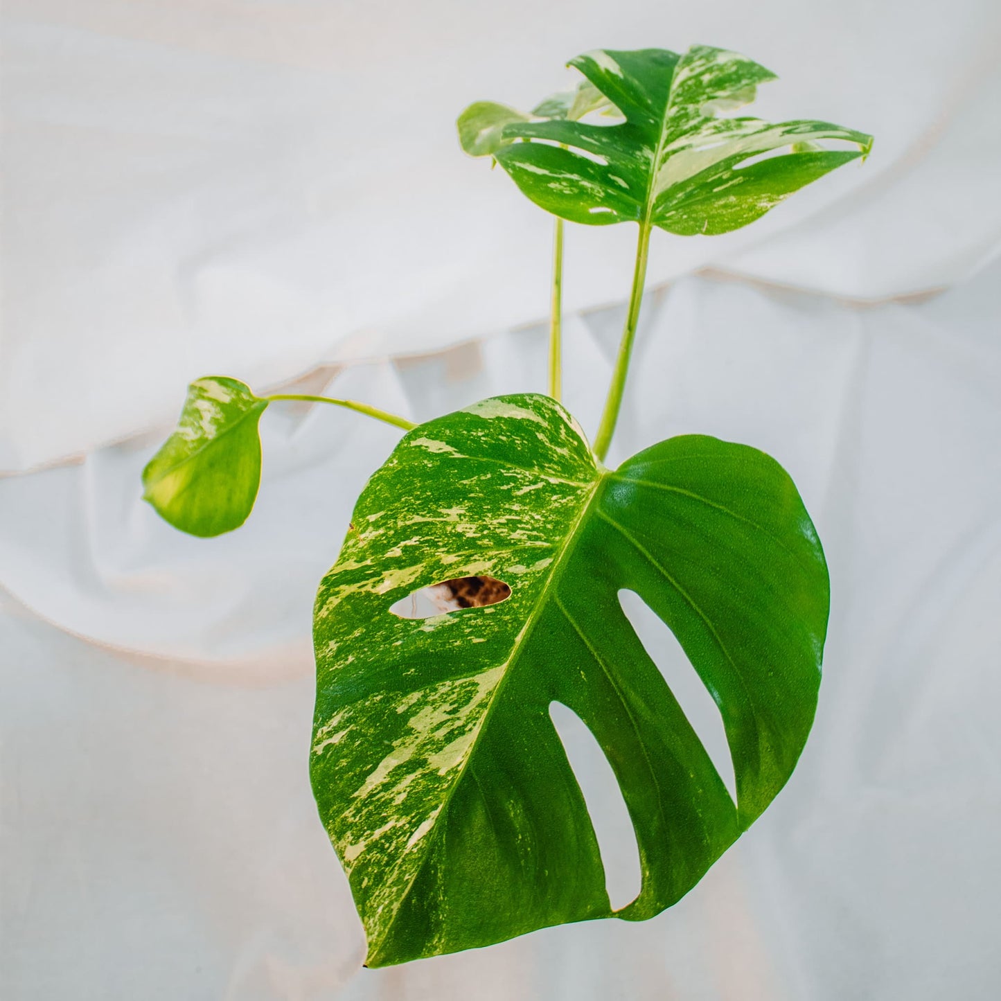 Monstera Deliciosa Borisgiana Albo Variegated (SD24-02)