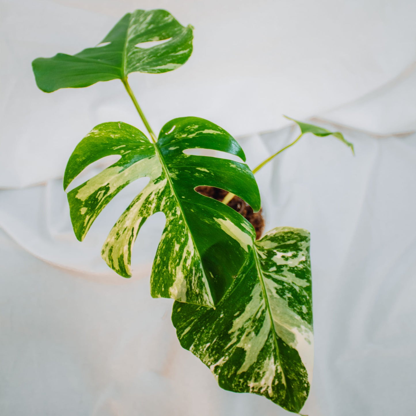 Monstera Deliciosa Borisgiana Albo Variegated (SD24-02)