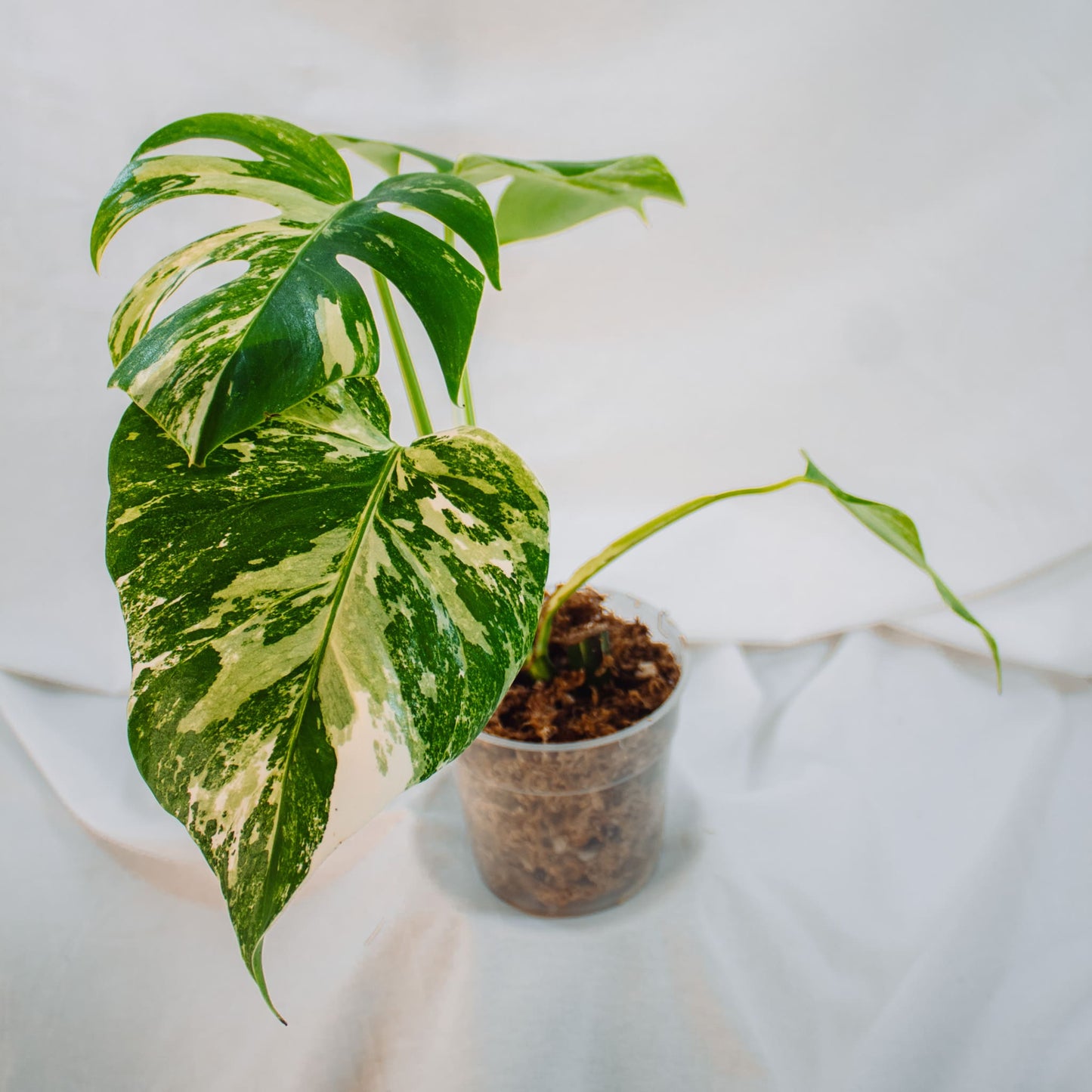 Monstera Deliciosa Borisgiana Albo Variegated (SD24-02)