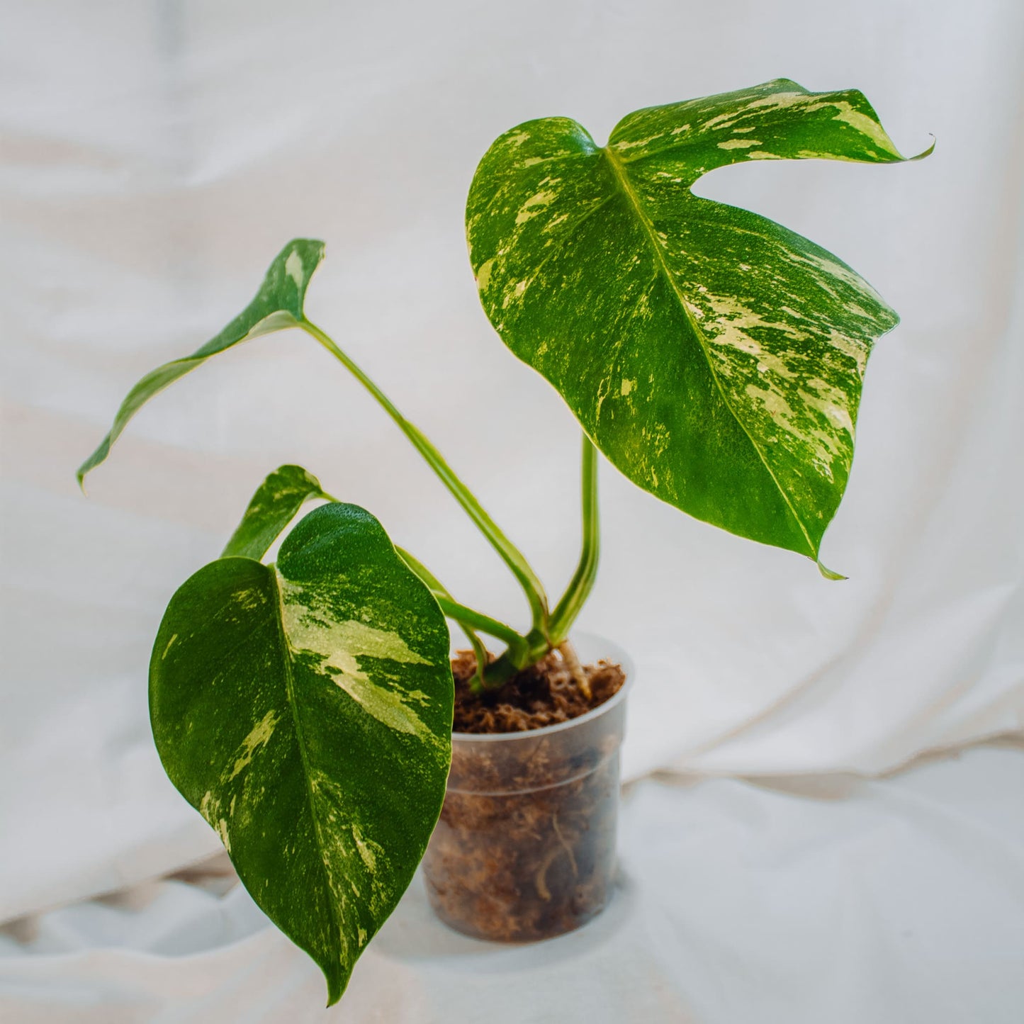 Monstera Deliciosa Borisgiana Albo Variegated (SD24-03)