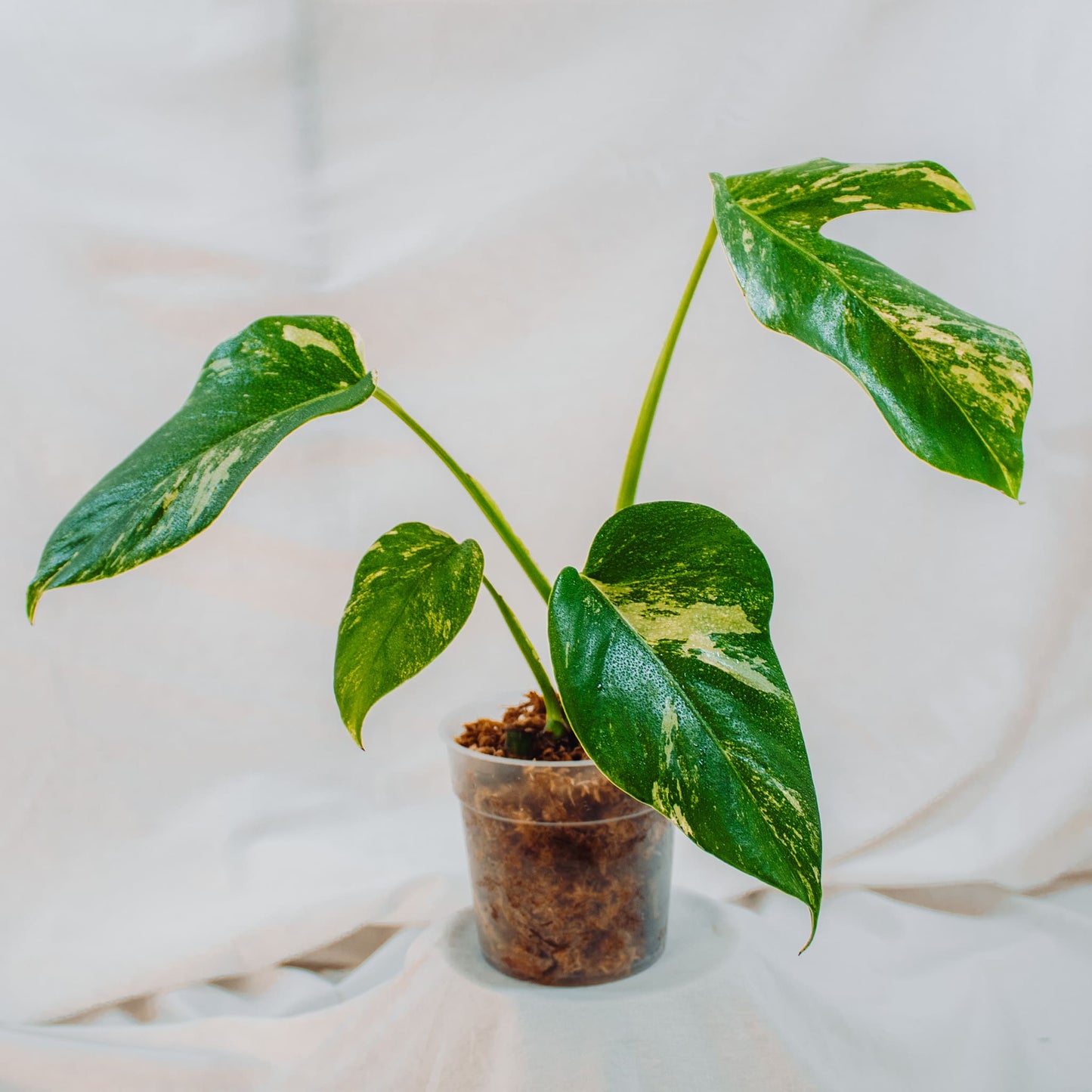 Monstera Deliciosa Borisgiana Albo Variegated (SD24-03)