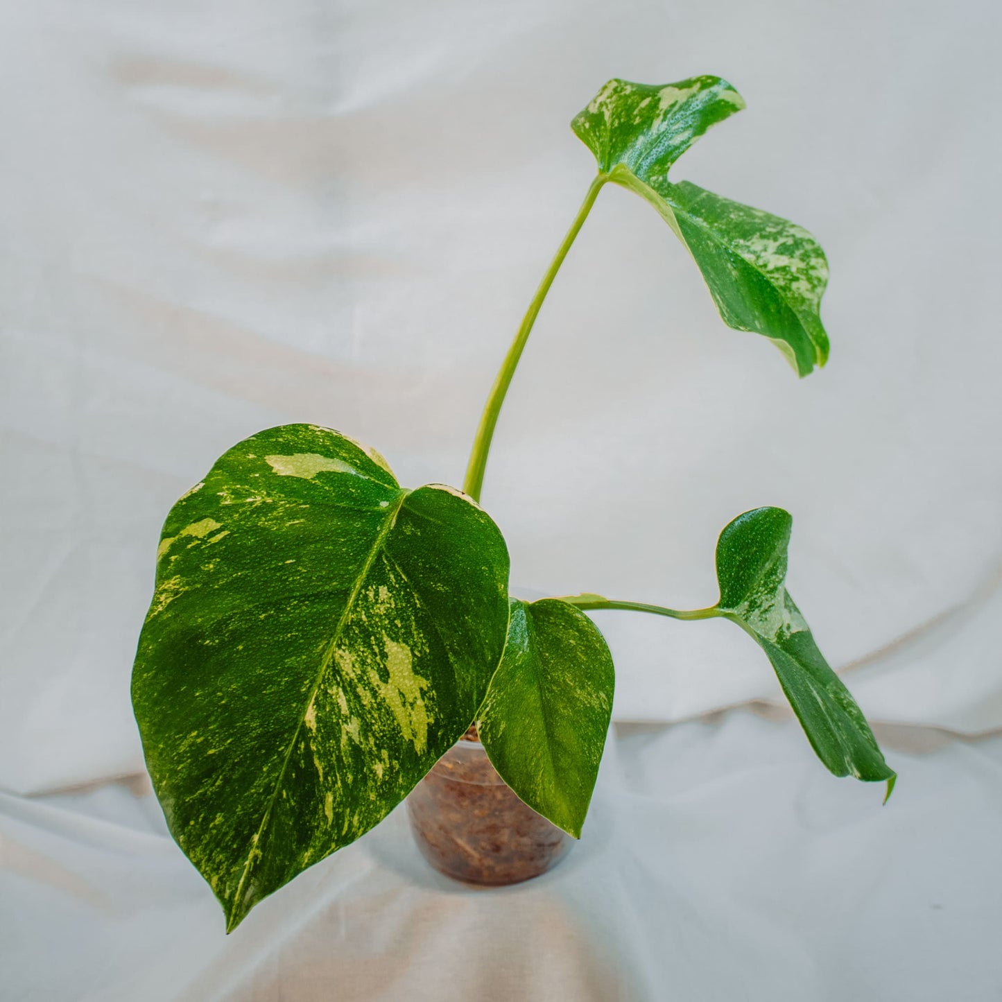 Monstera Deliciosa Borisgiana Albo Variegated (SD24-03)