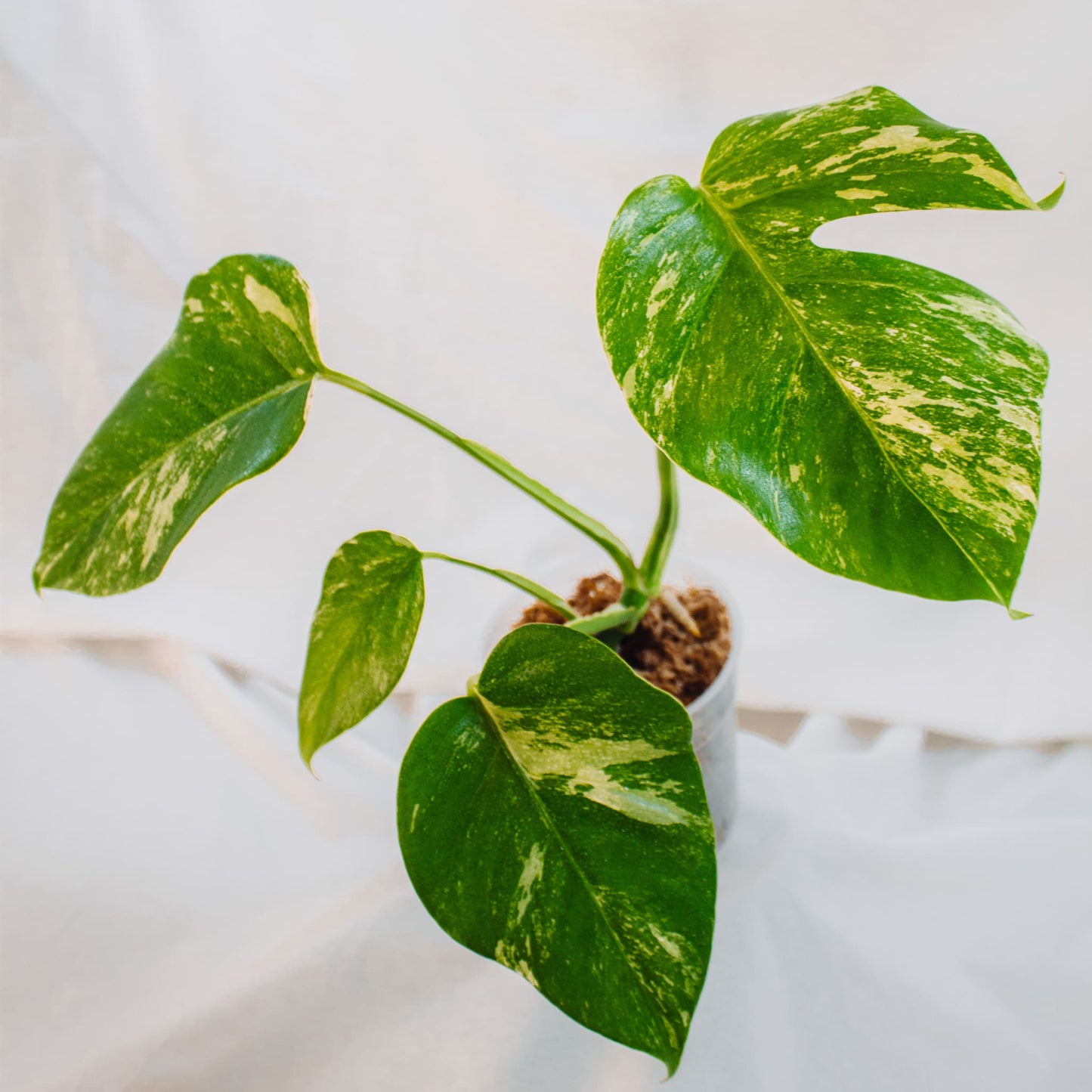 Monstera Deliciosa Borisgiana Albo Variegated (SD24-03)